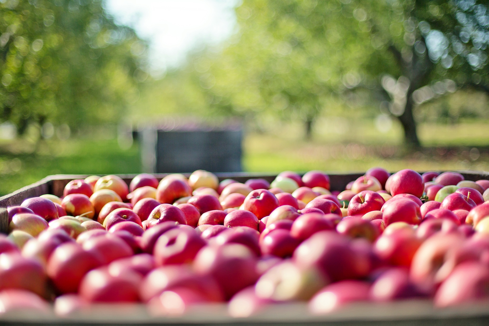 Бесплатное фото Большая коробка красных яблок