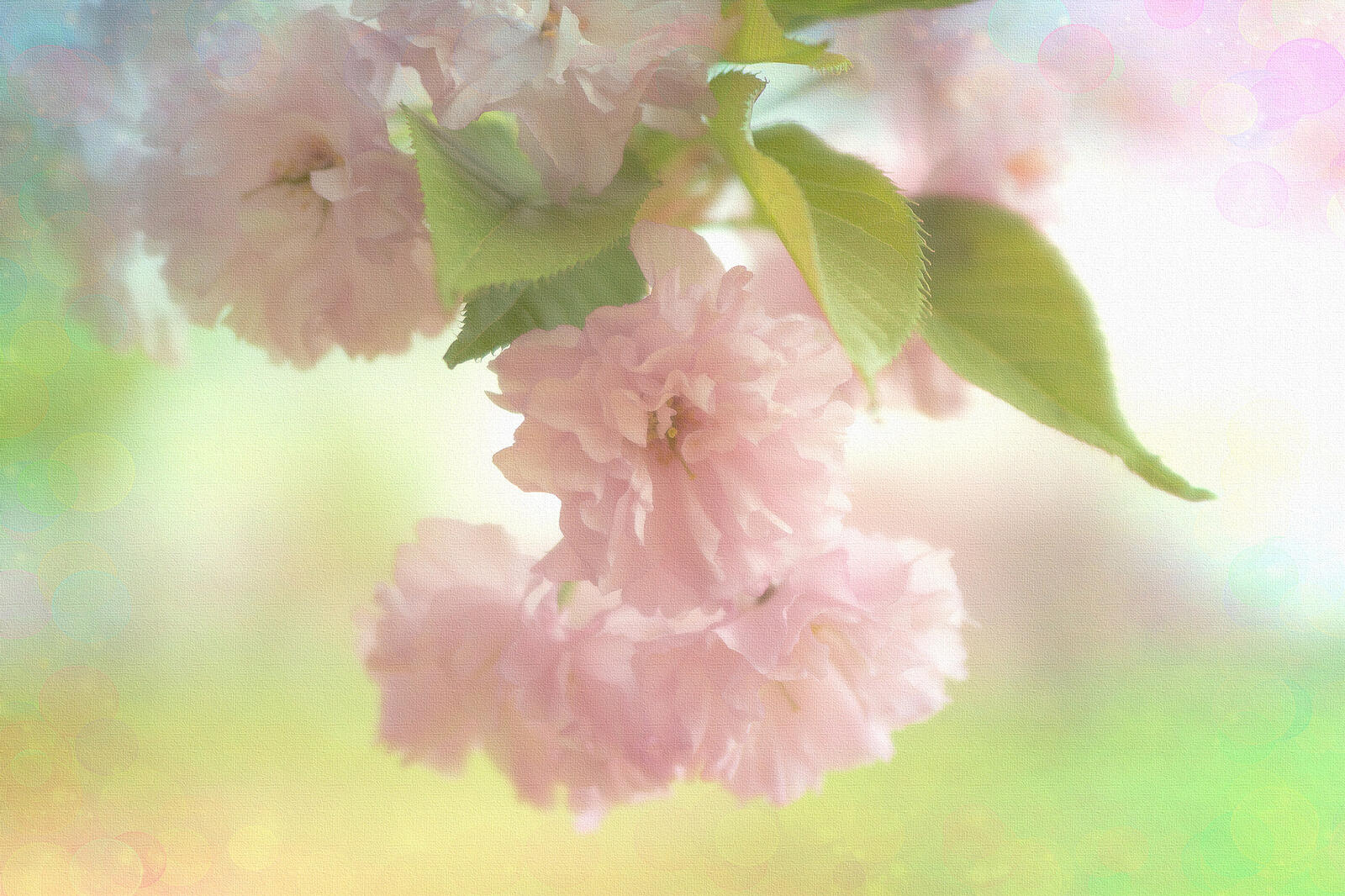 Обои Beautiful Blossom ветка цветов цветок на рабочий стол