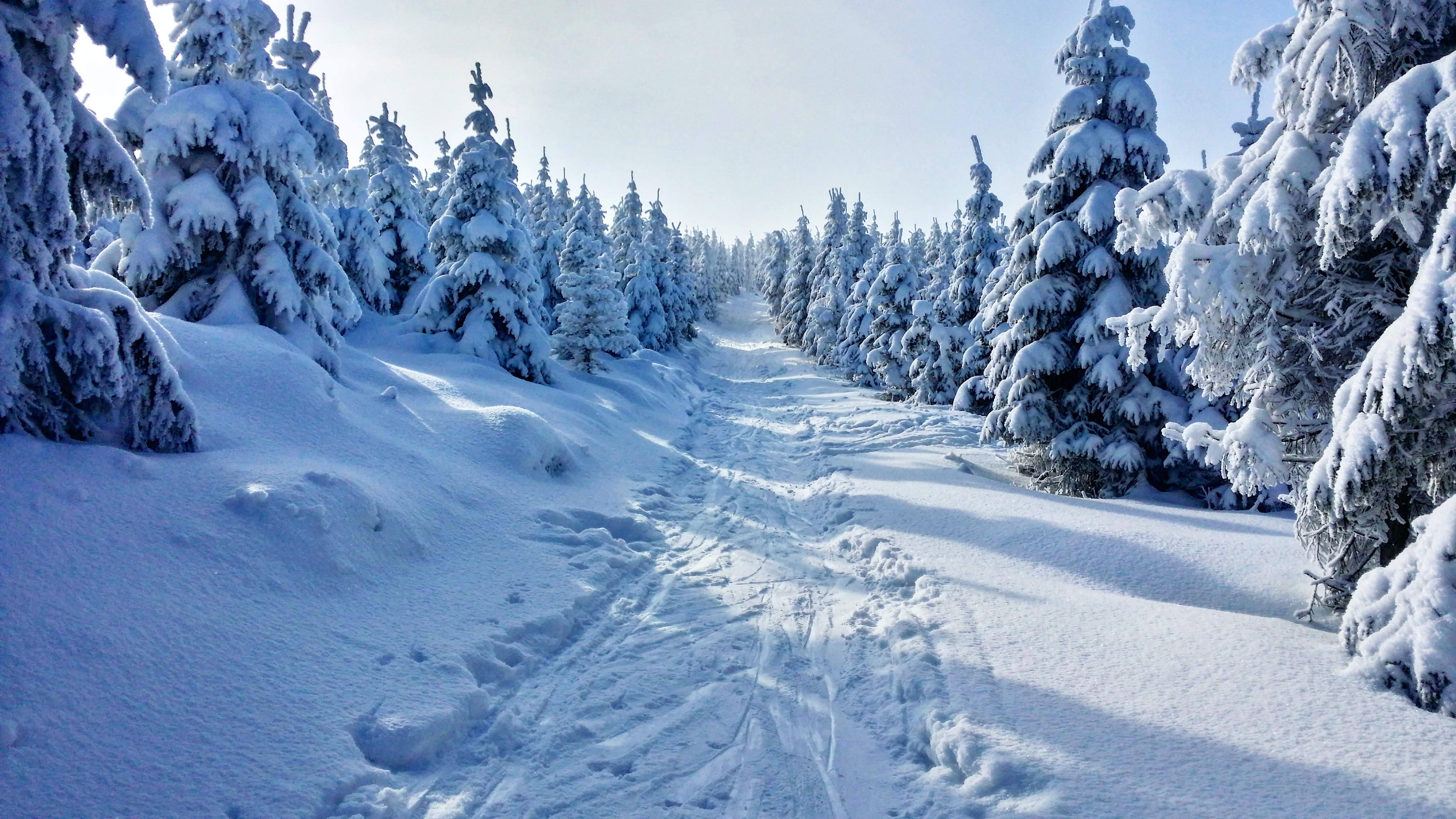 Winter trail among the trees