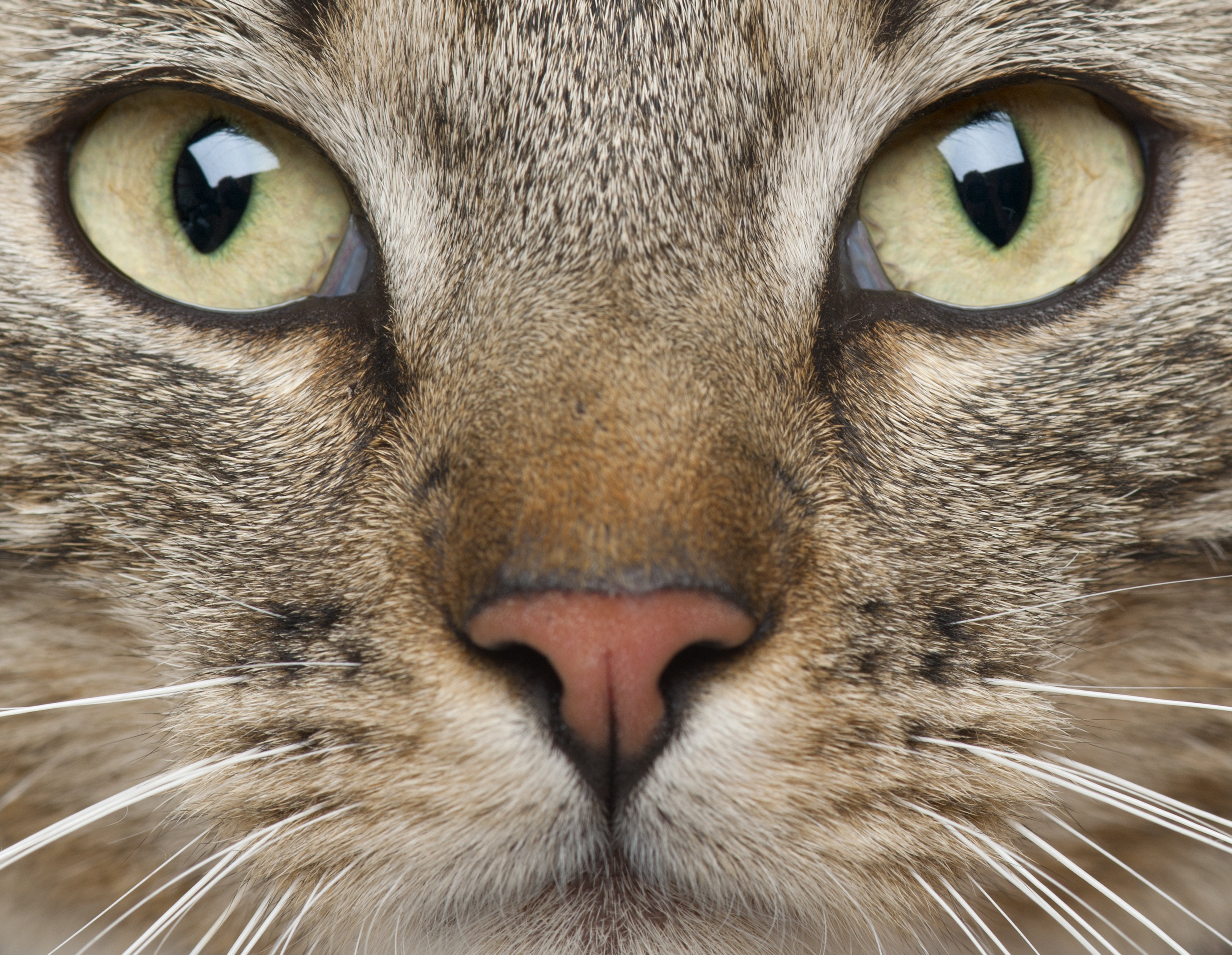 Wallpapers animal cat eyes on the desktop