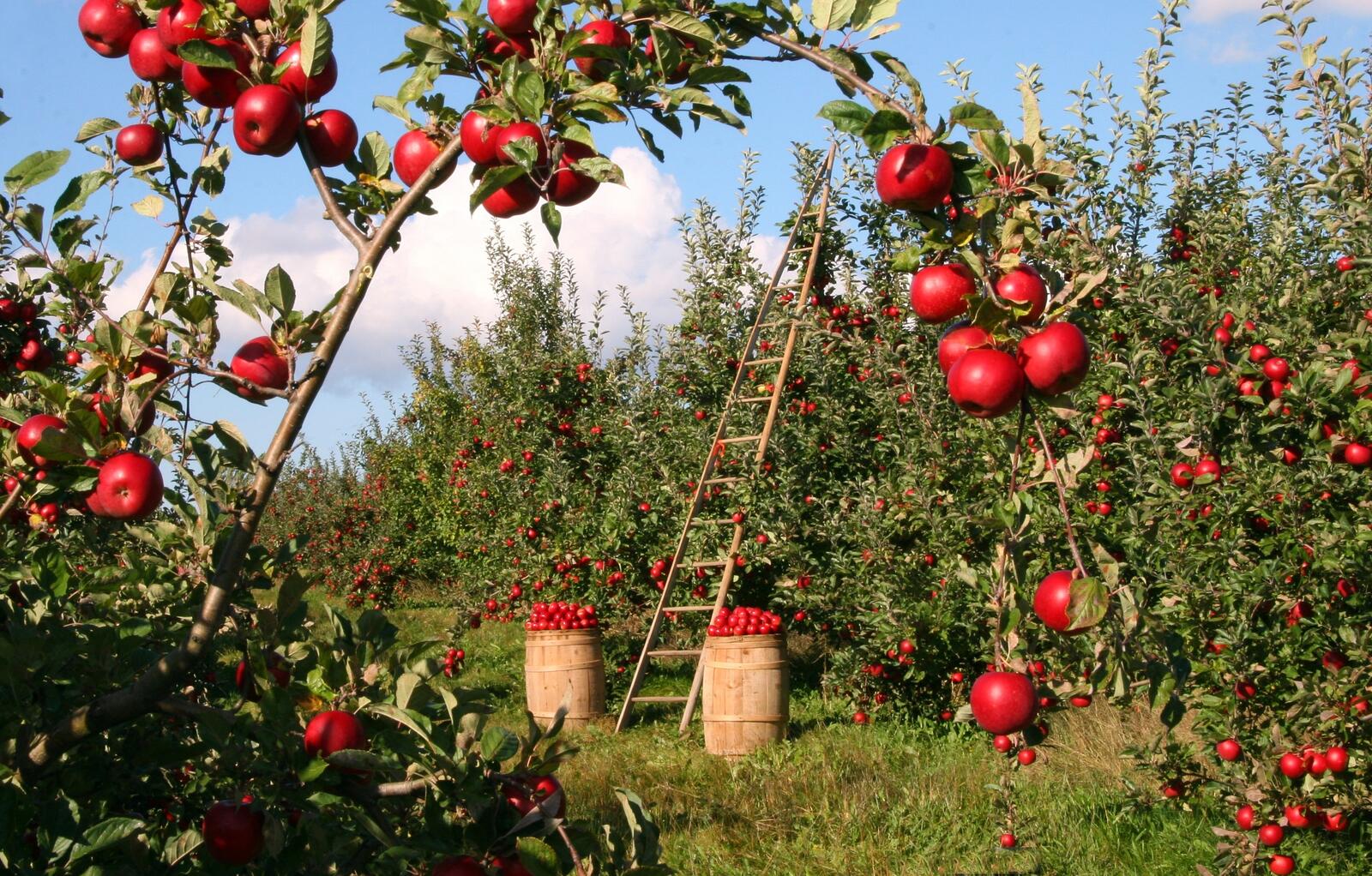 Обои фруктовый сад яблоко дерево на рабочий стол