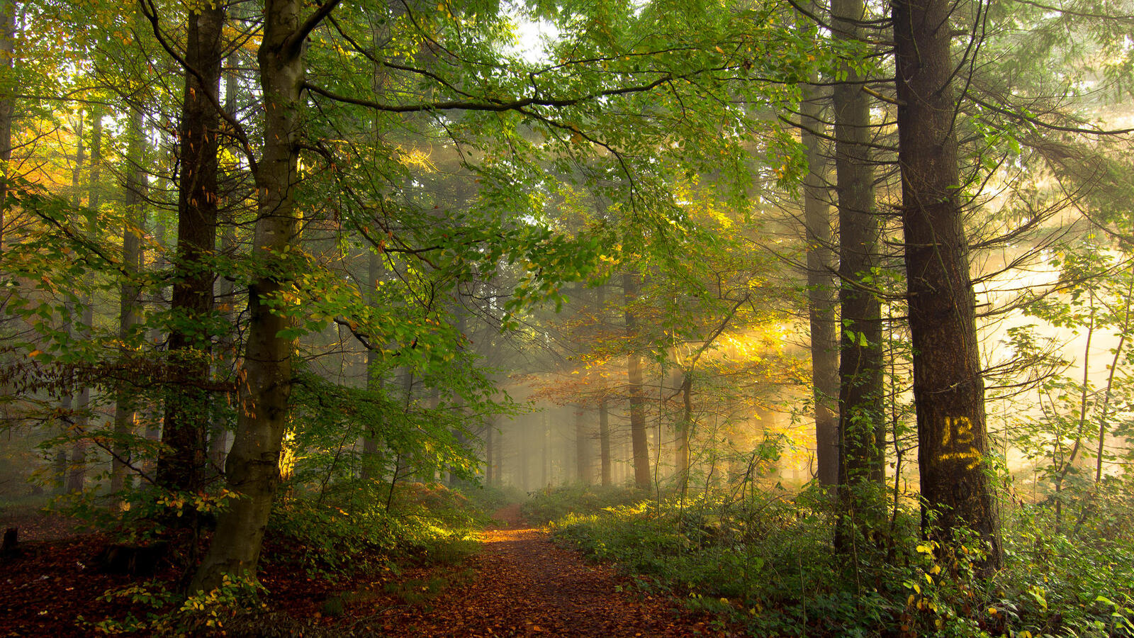 Wallpapers road forest sunrays on the desktop