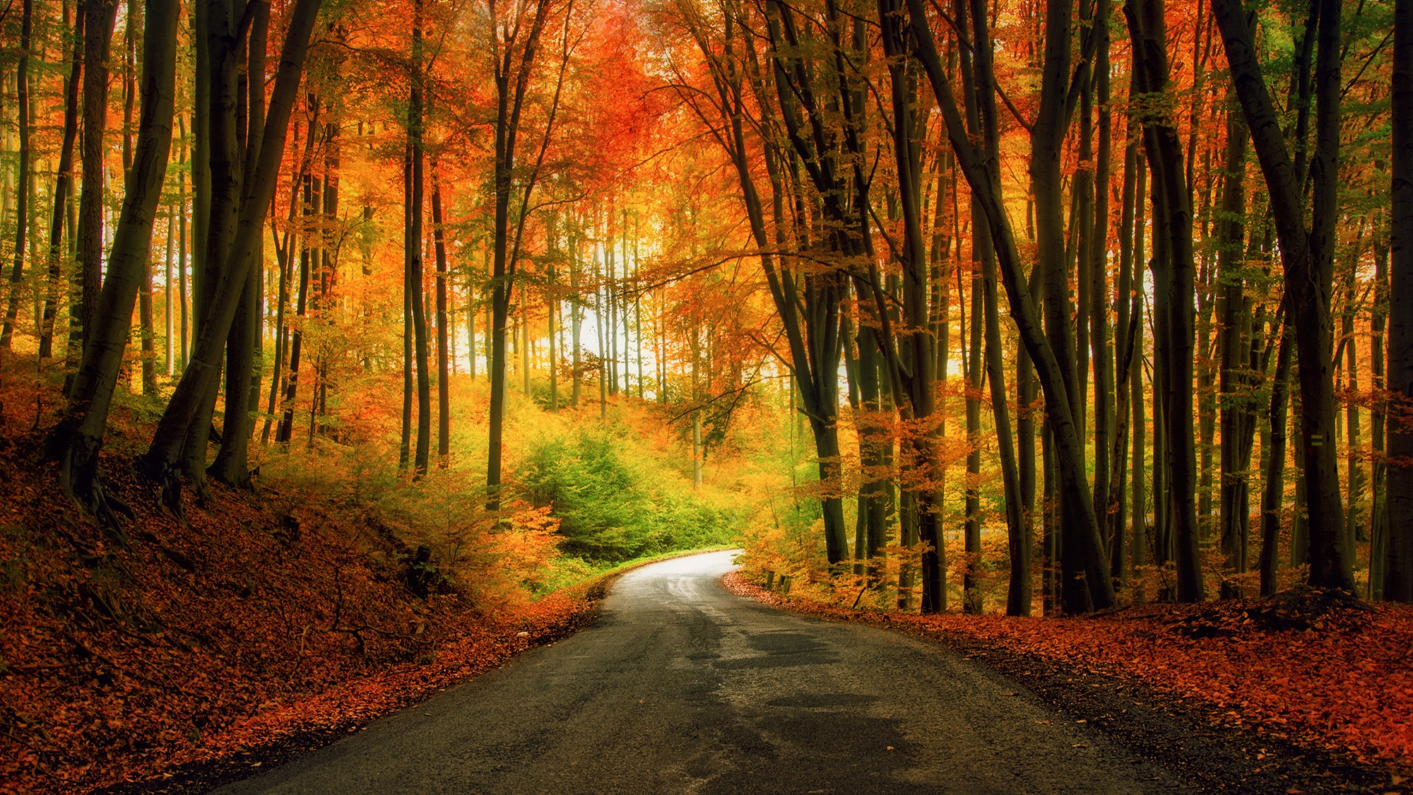 Photo free autumn leaves, road in the forest, autumn forest