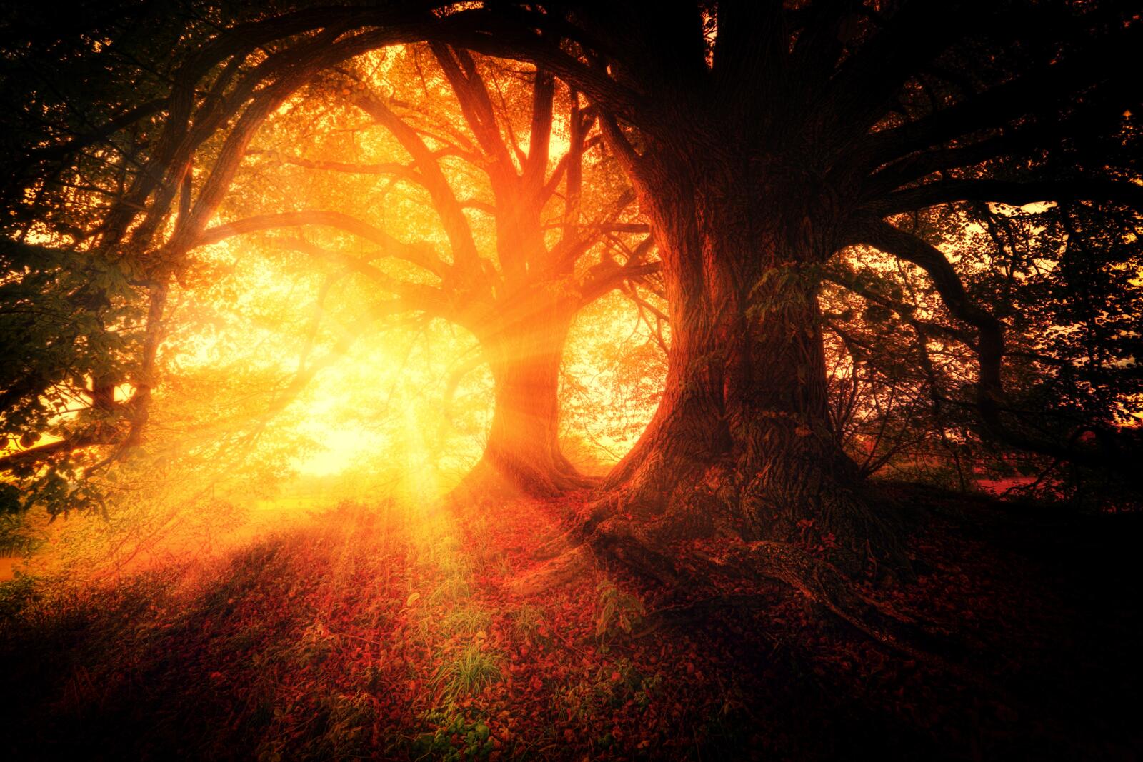 Wallpapers nature forest sunbeam on the desktop