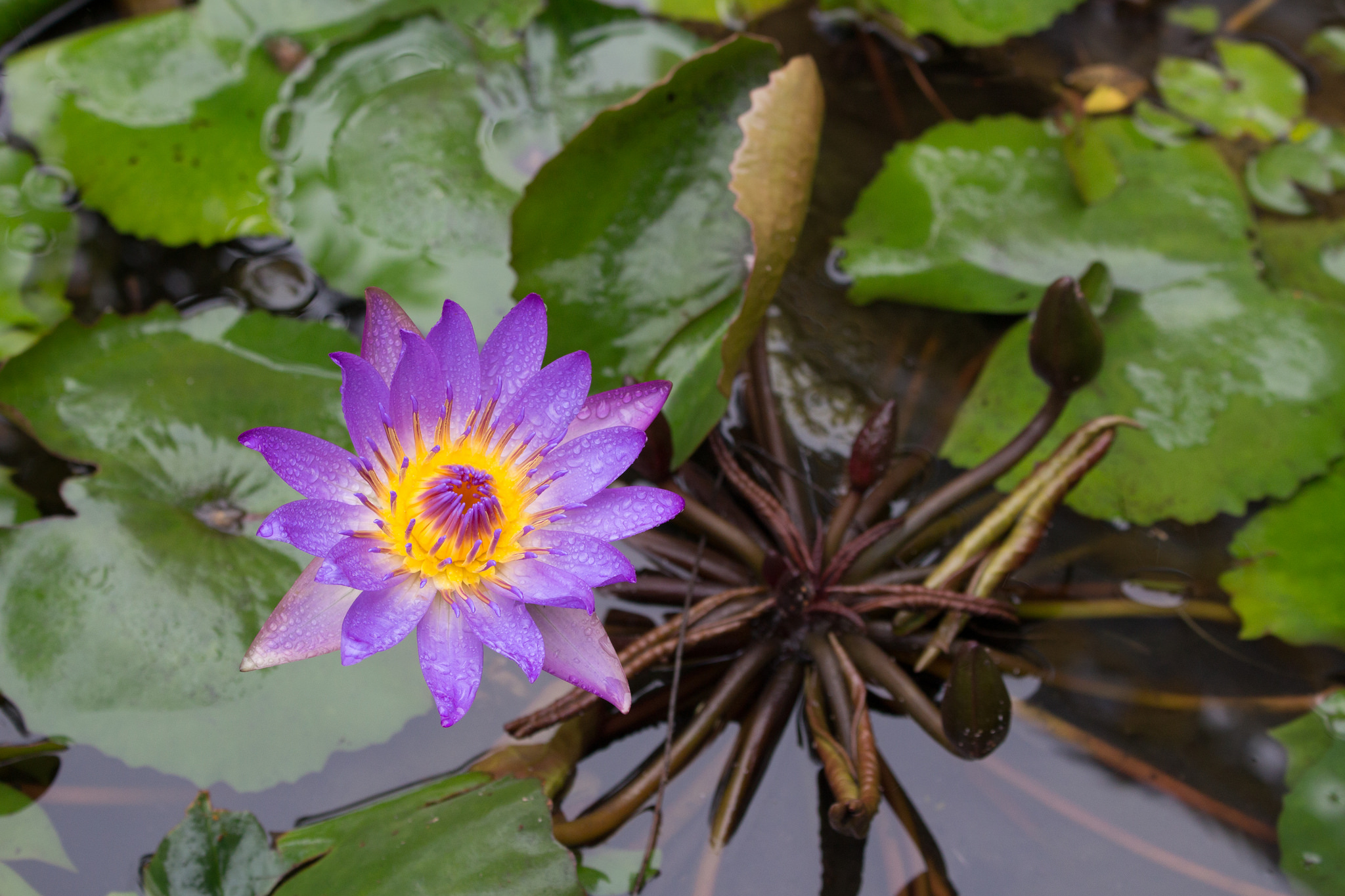 Фото бесплатно флора, пруд, красивый цветок