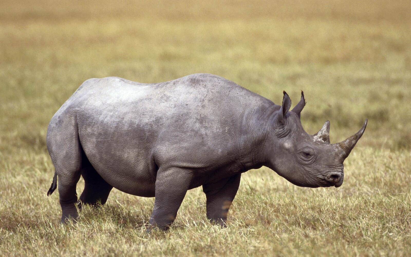 Wallpapers field horns rhino on the desktop