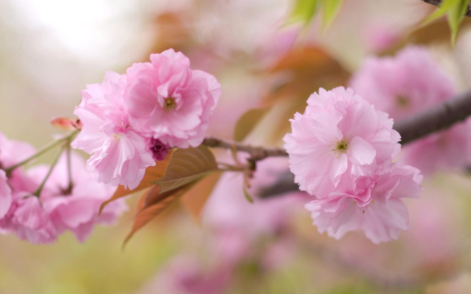 Wallpapers flowers branch cherry blossom on the desktop