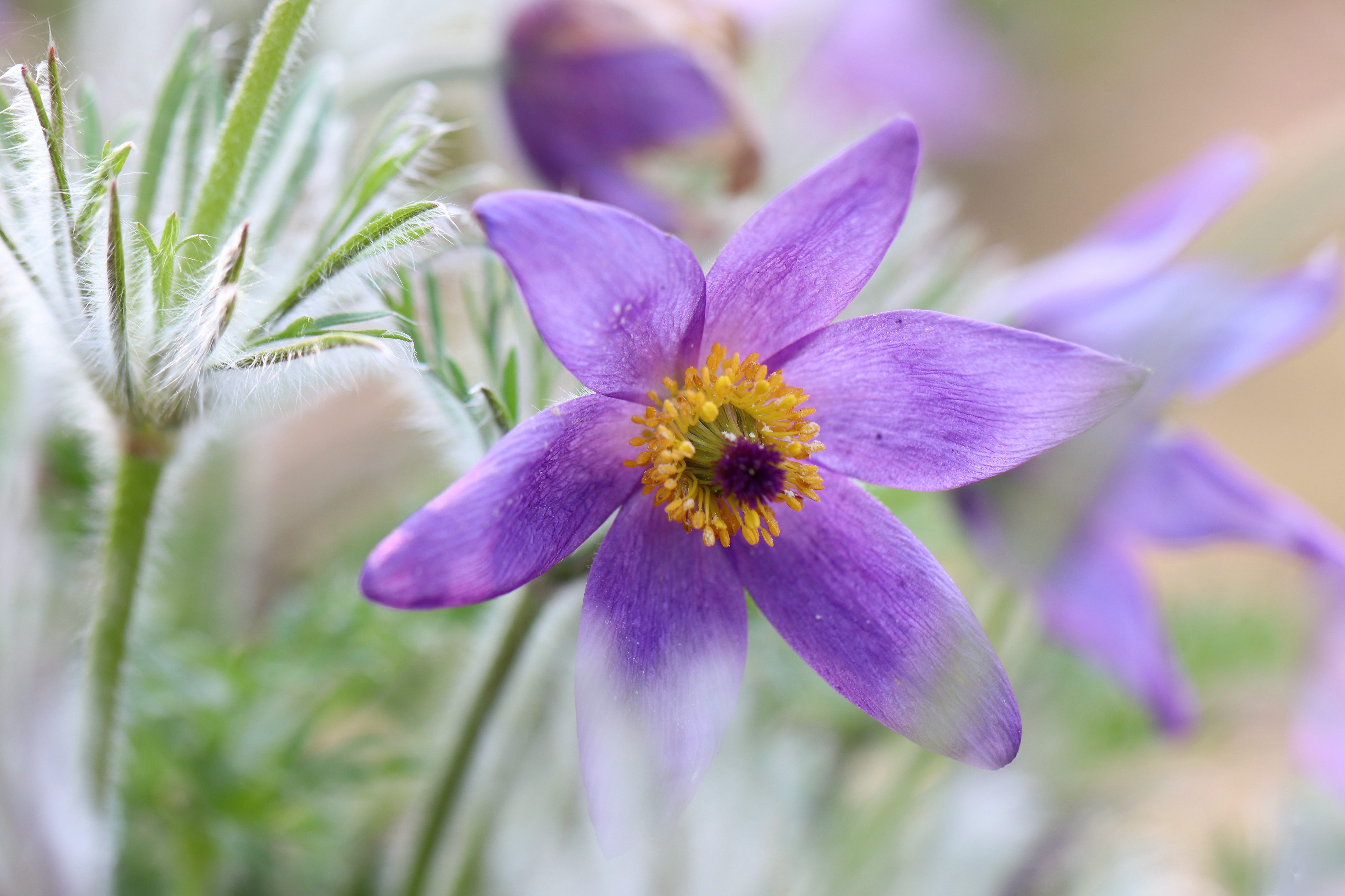 Фото бесплатно цветы, фиолетовый, пульсатилия