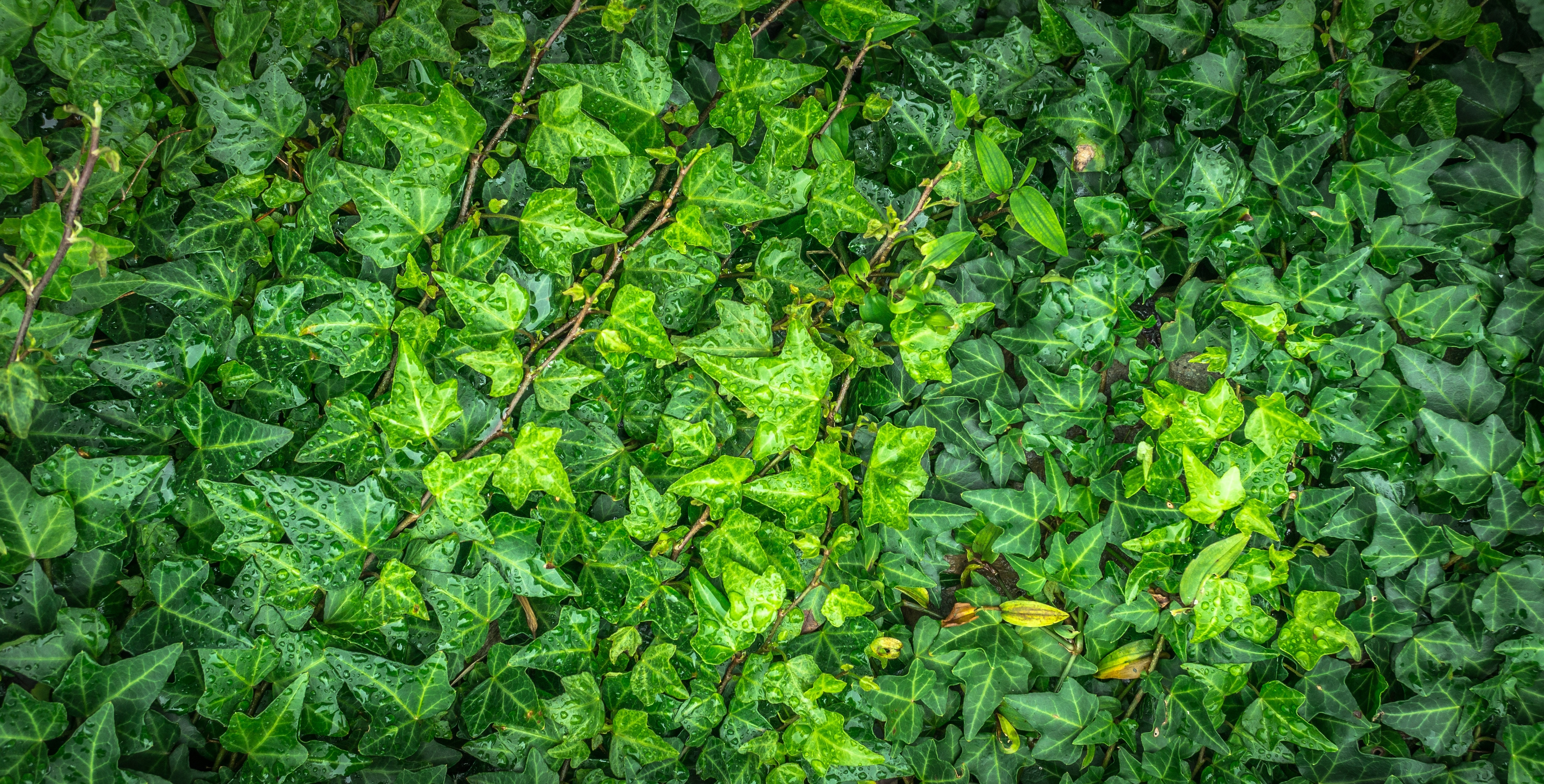 Wallpapers foliage green leaves close on the desktop