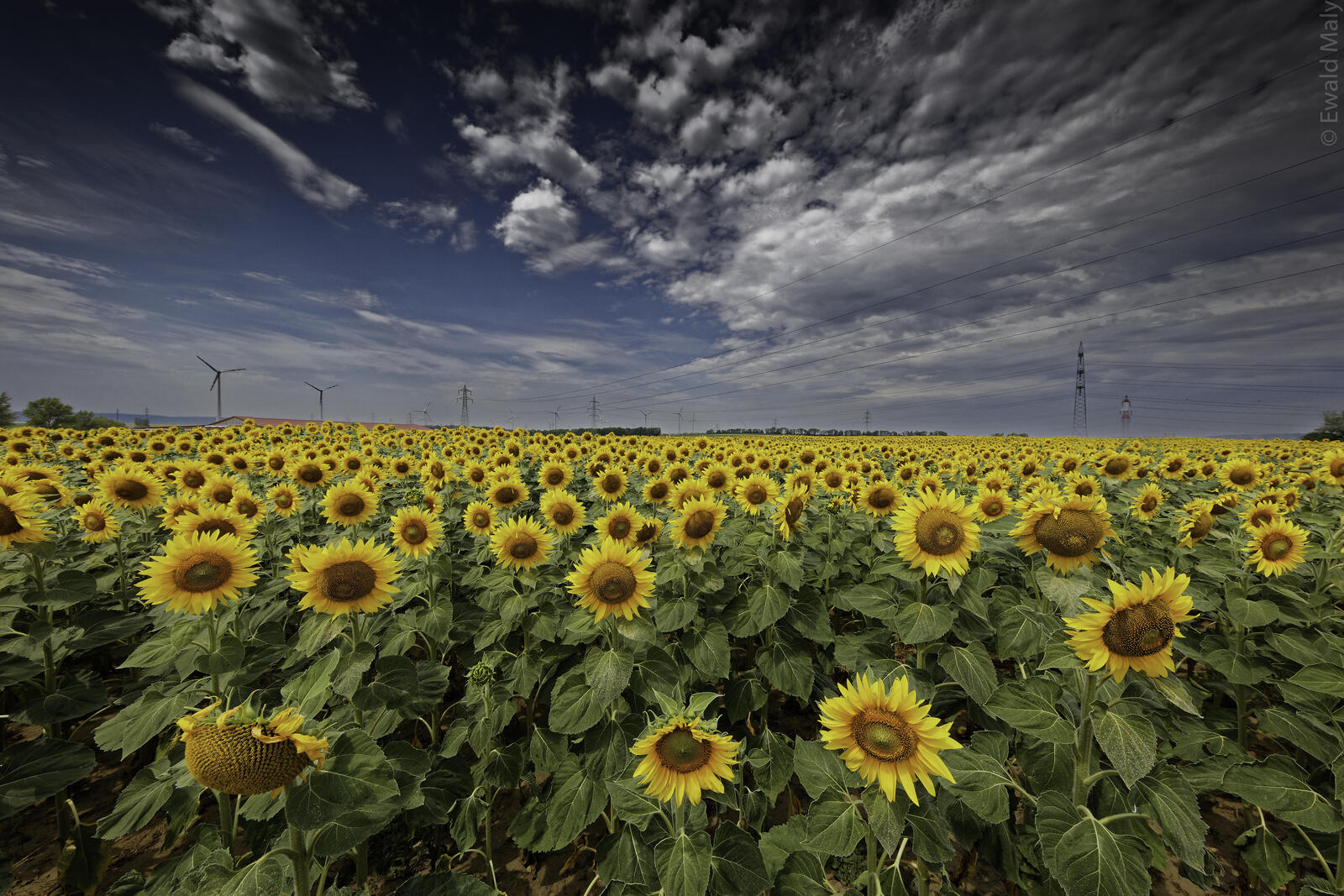 Wallpapers sunflowers sunflower field large field on the desktop