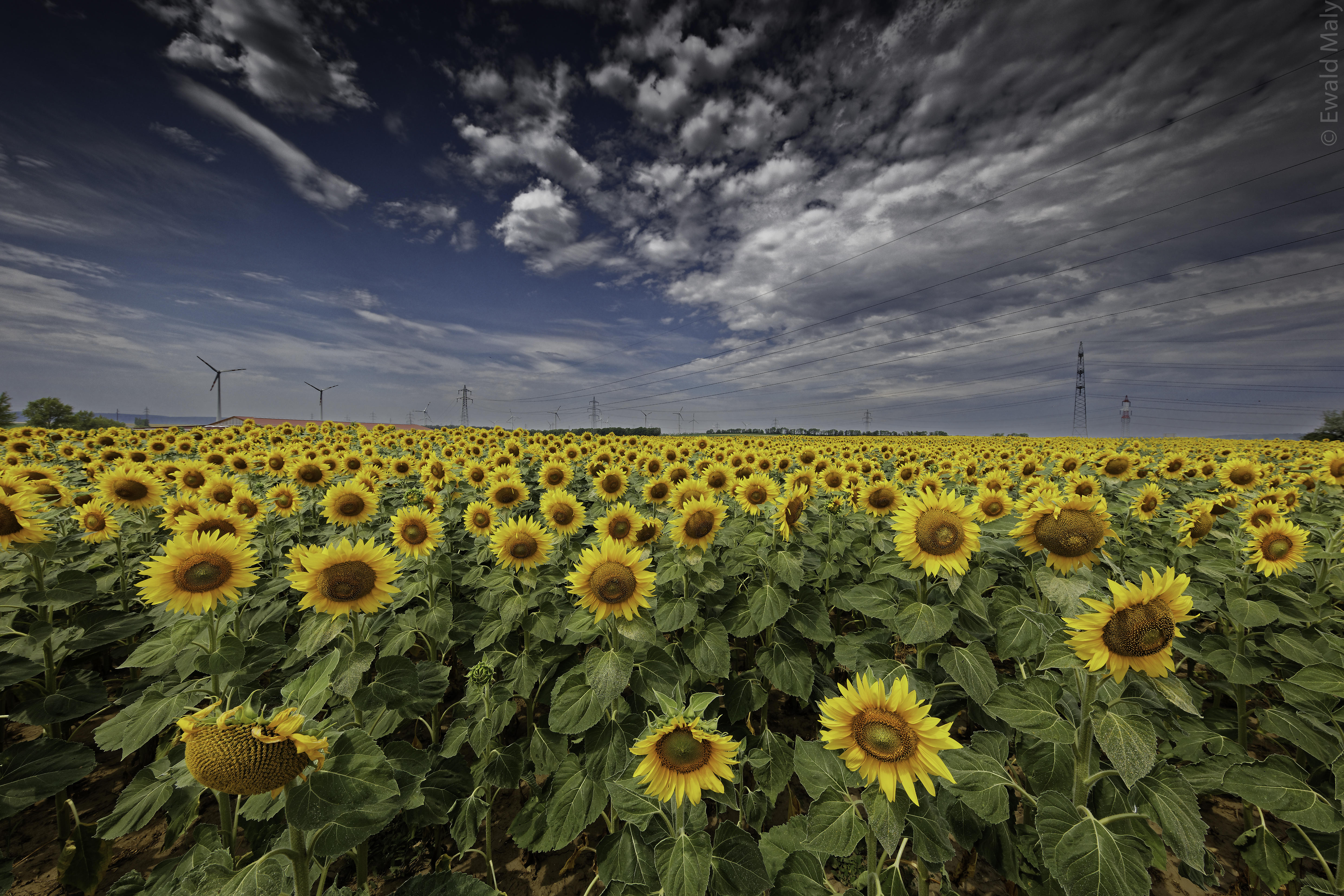 Wallpapers sunflowers sunflower field large field on the desktop