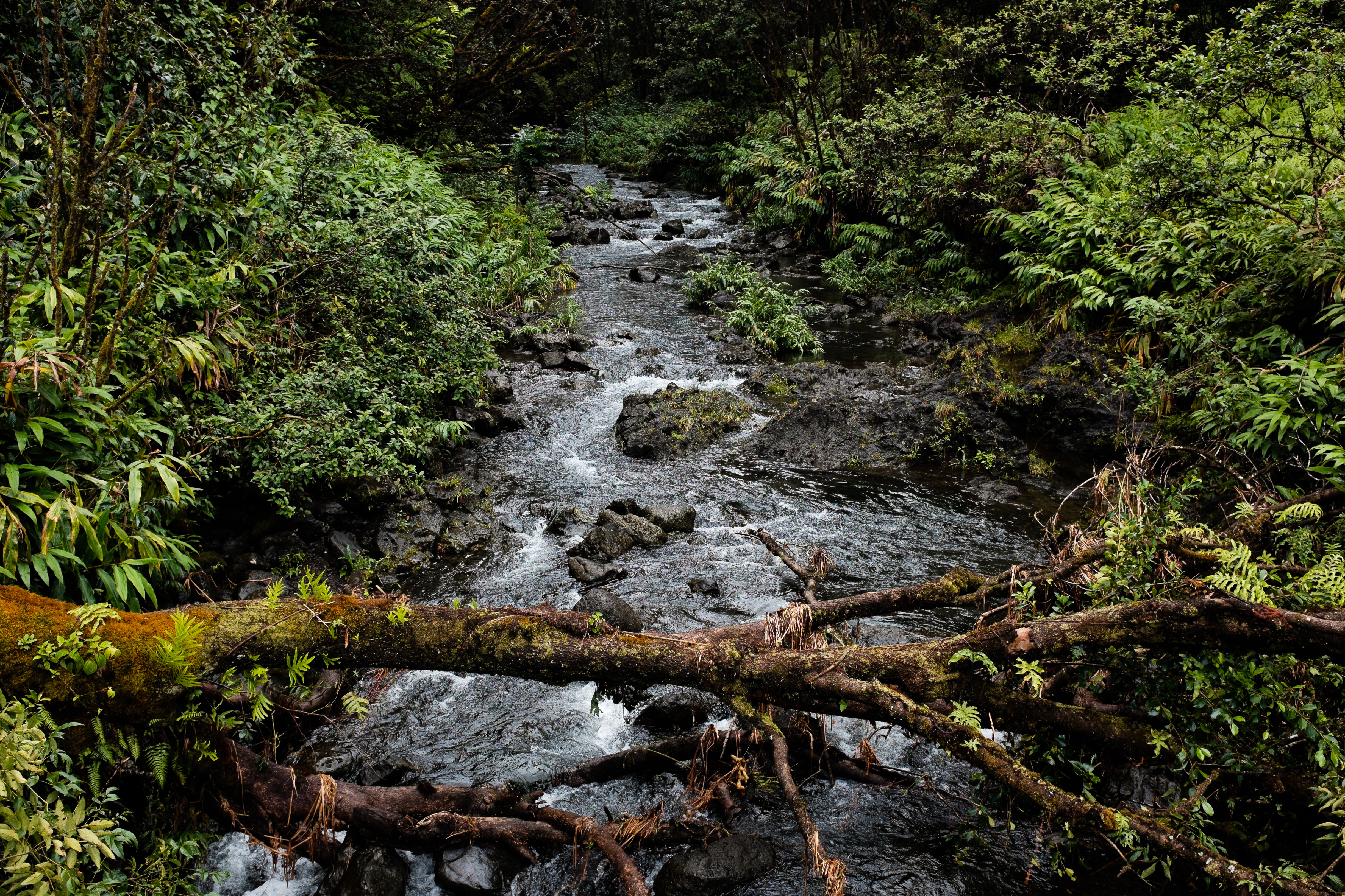 Фото бесплатно древесина, водосток, экосистема