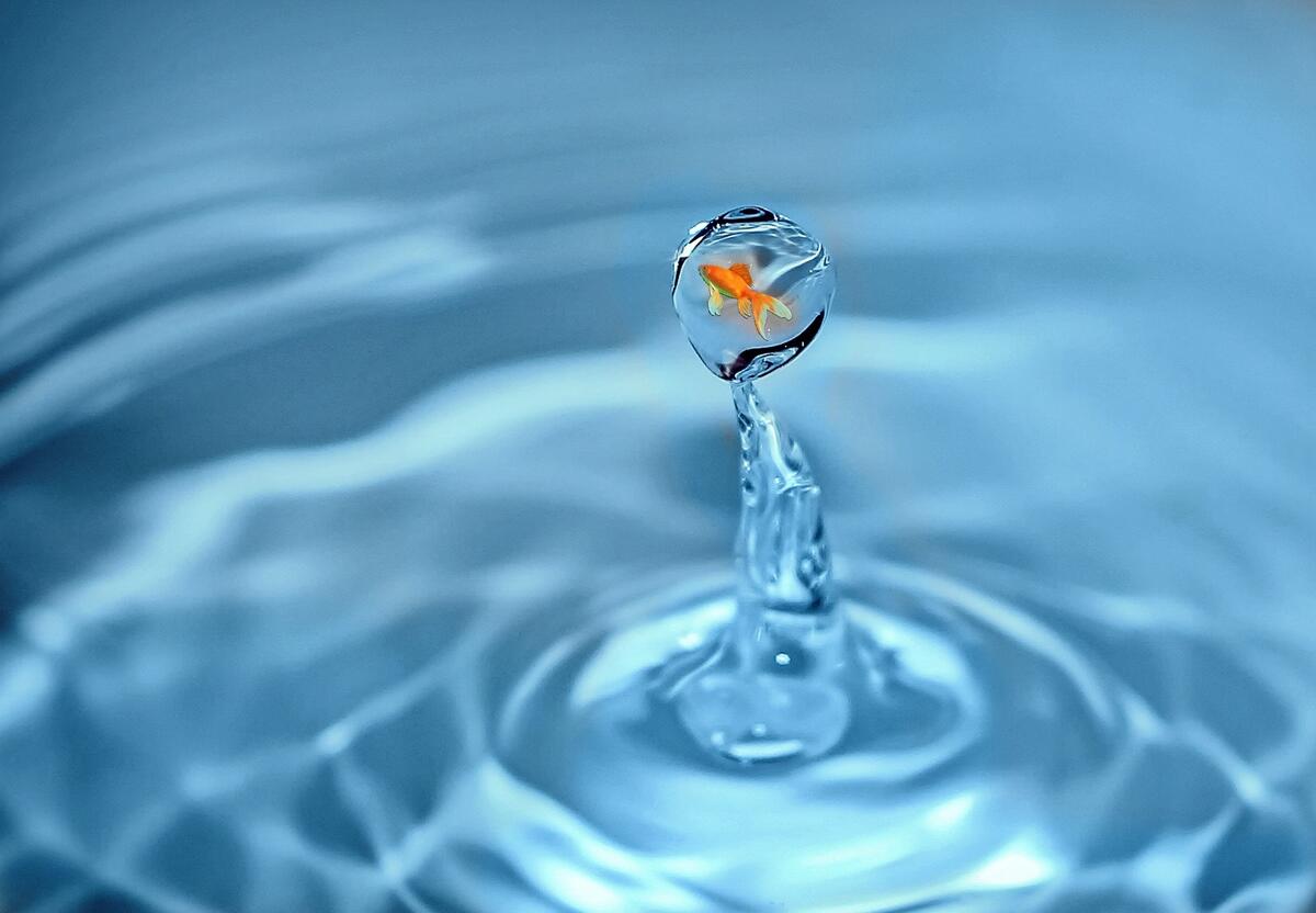 A goldfish in a drop of water