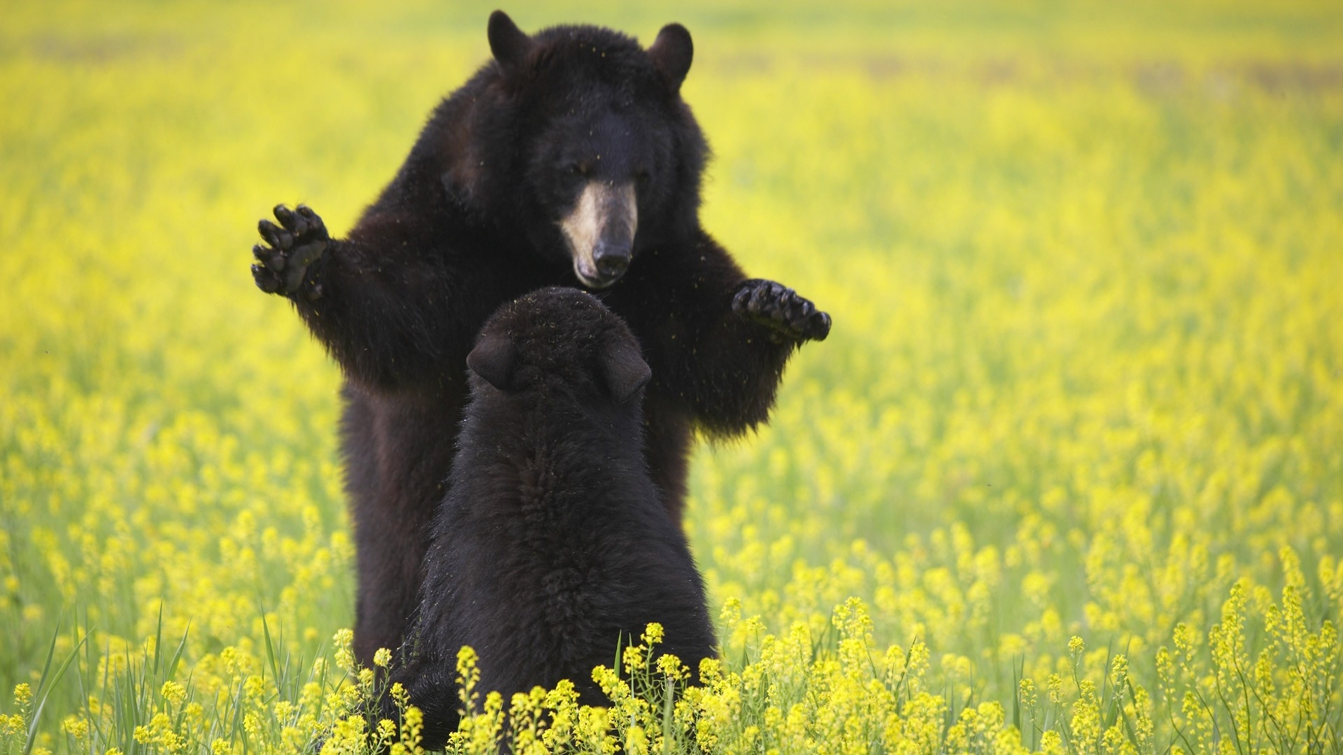Фото бесплатно американский чёрный медведь, дикая природа, млекопитающее