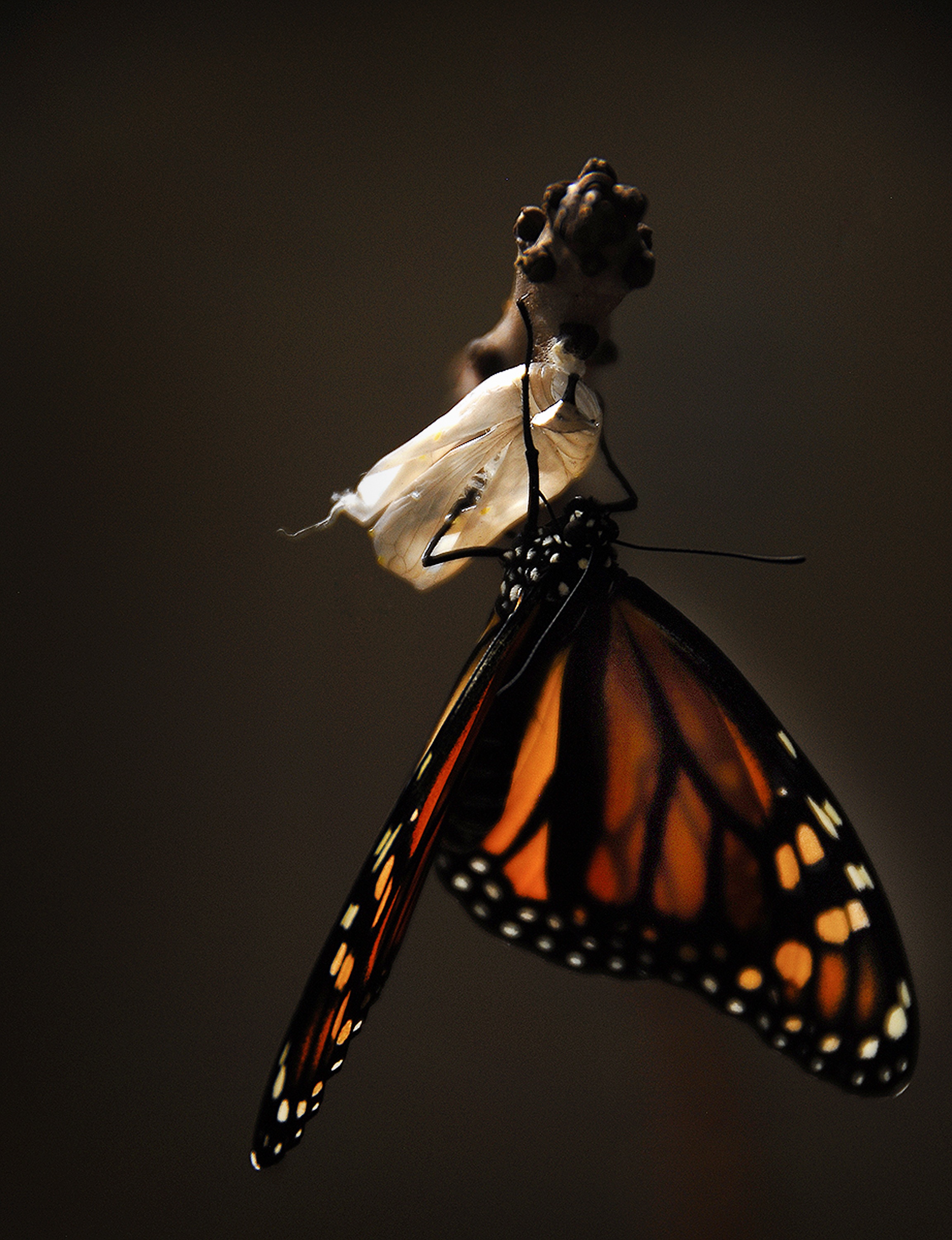 Появление темных бабочек в промышленных. Кокон бабочки Монарх. Бабочка Монарх черная. Черный Аполлон бабочка. Бабочка на темном фоне.