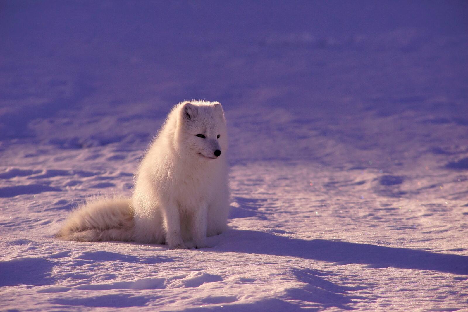 Wallpapers white Fox sitting cute on the desktop