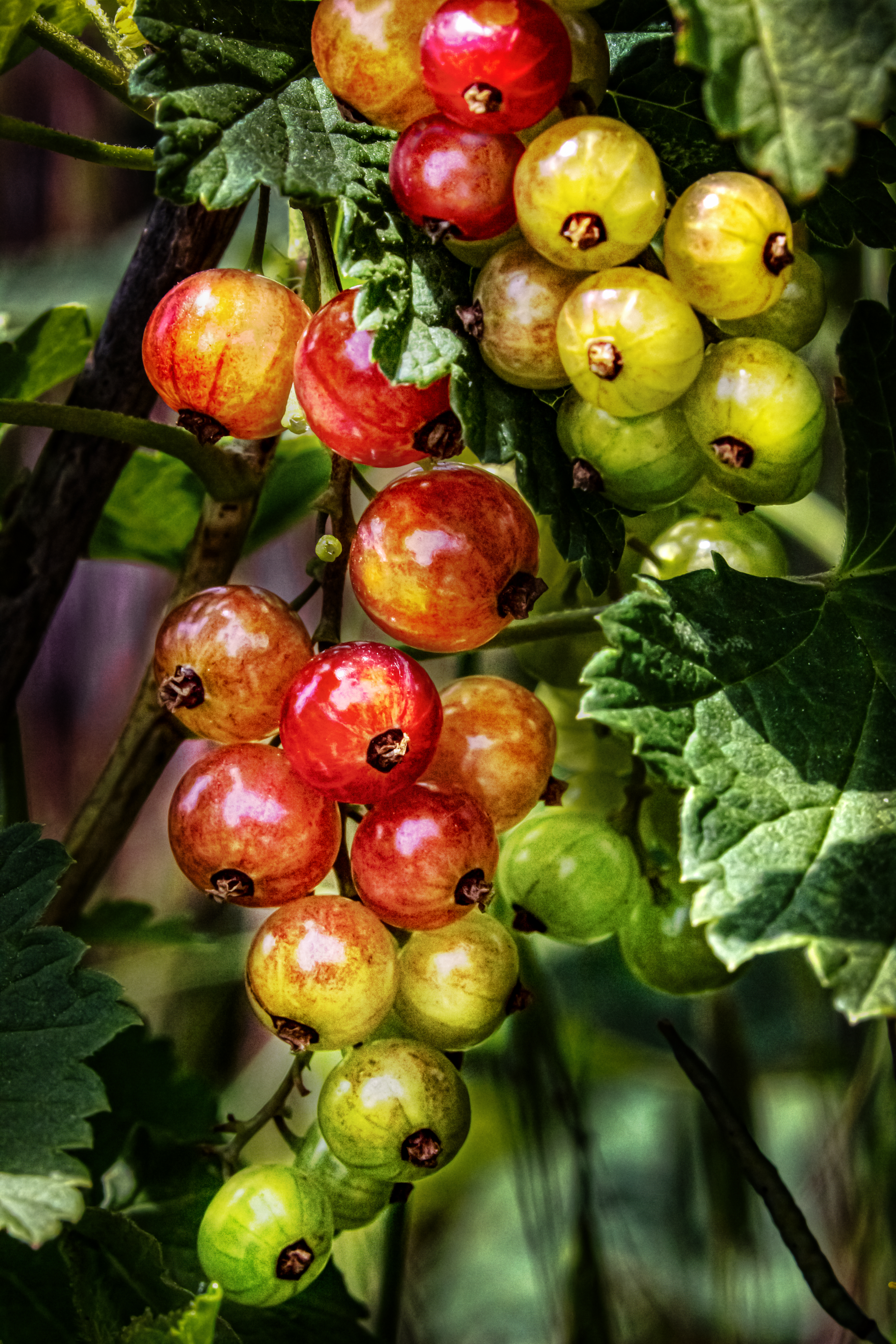 Free photo Currants are ripening.