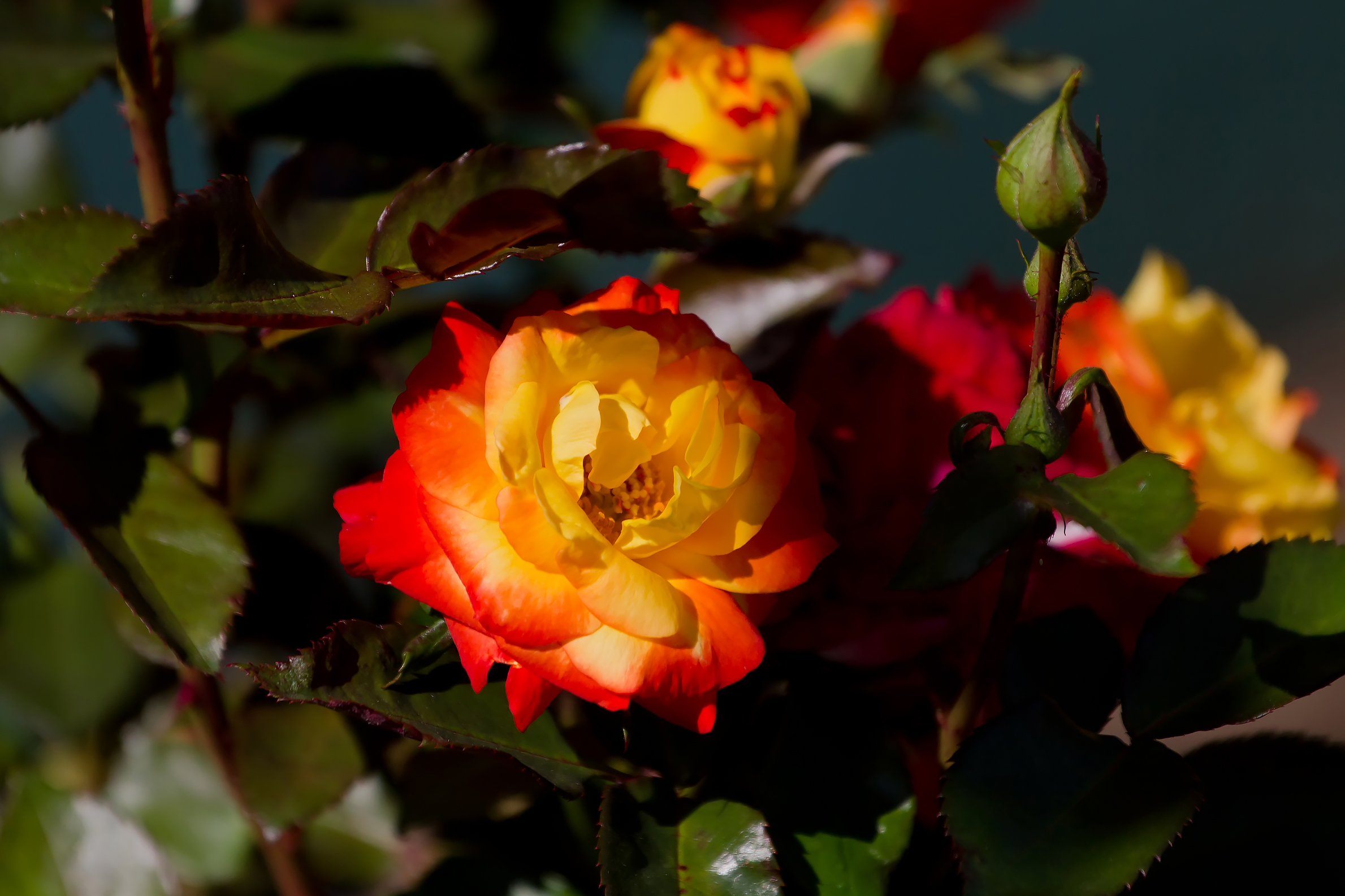 Парковая красно желтая роза