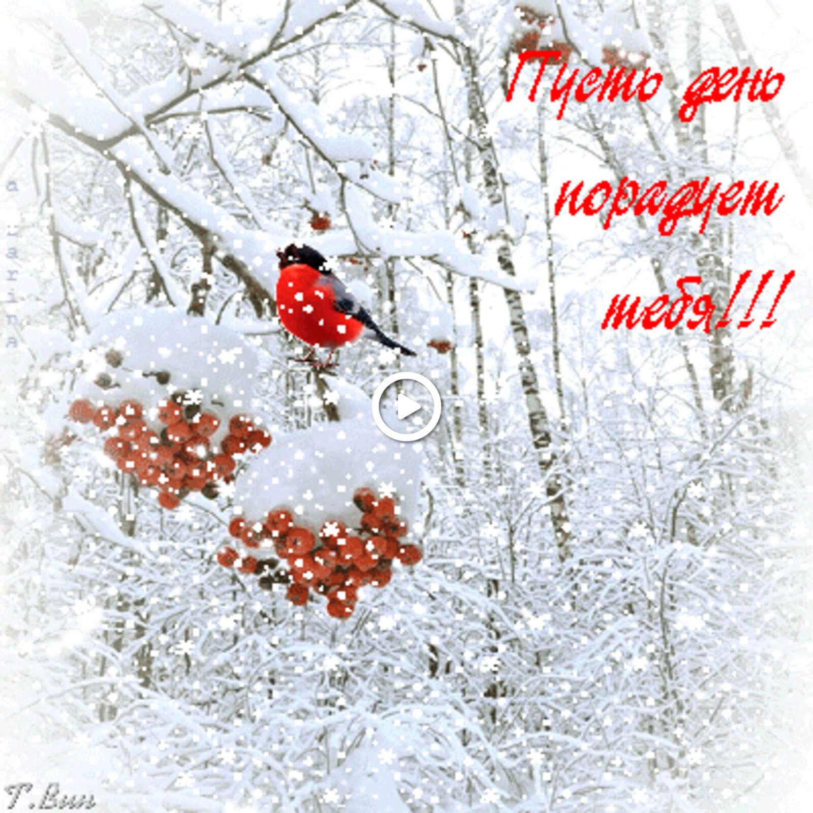 Открытка на тему открытки зима птица ягоды бесплатно