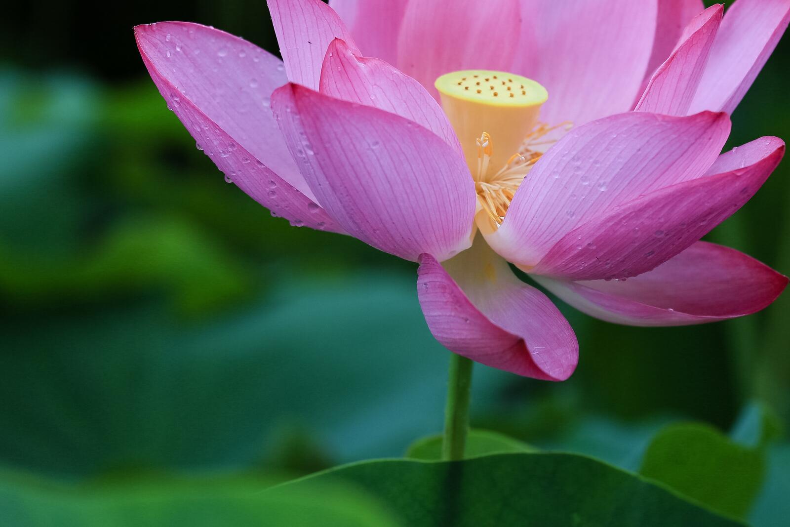 Wallpapers Lotus view lotus pink petals on the desktop