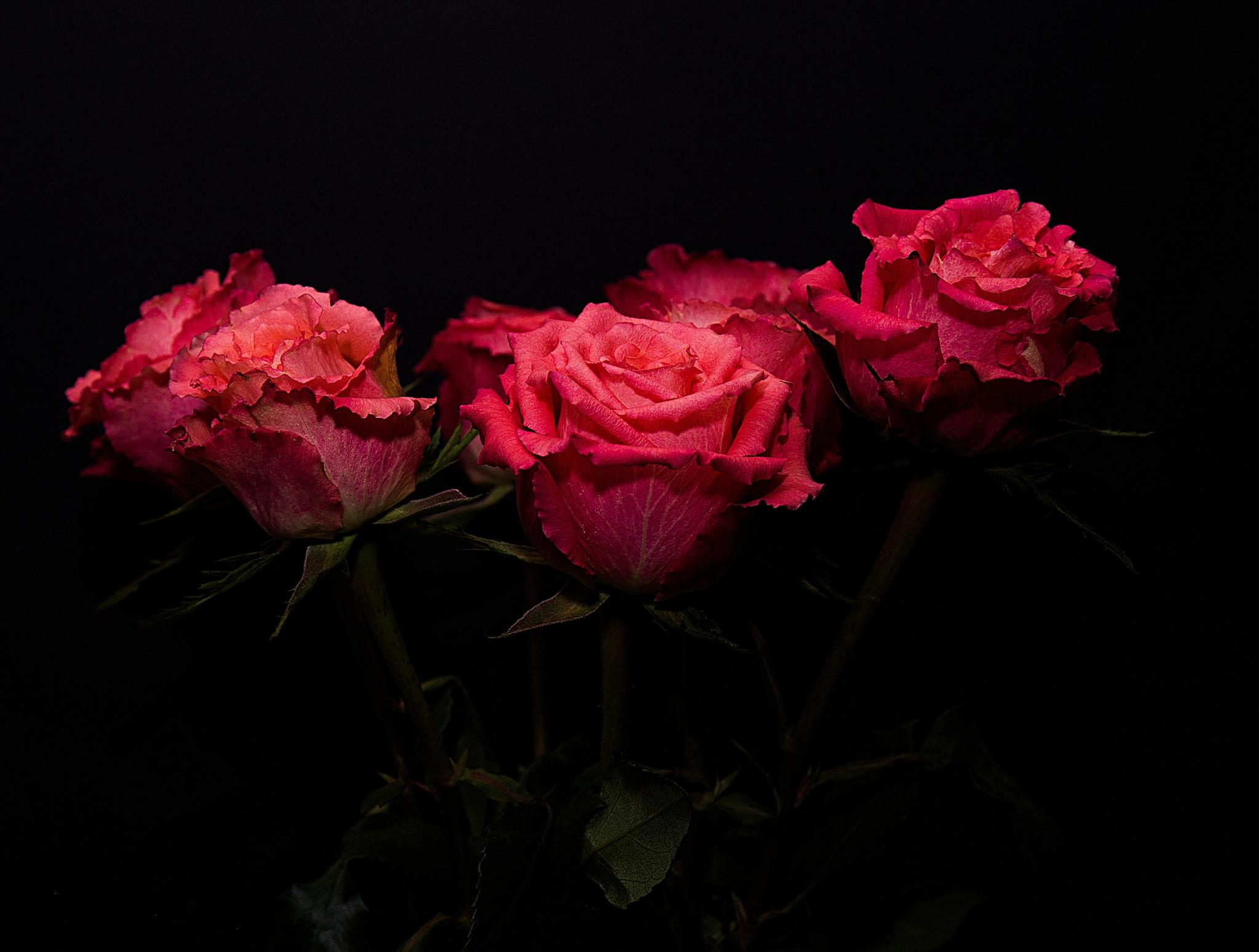 Фото бесплатно красные бутоны, розы, красные цветы