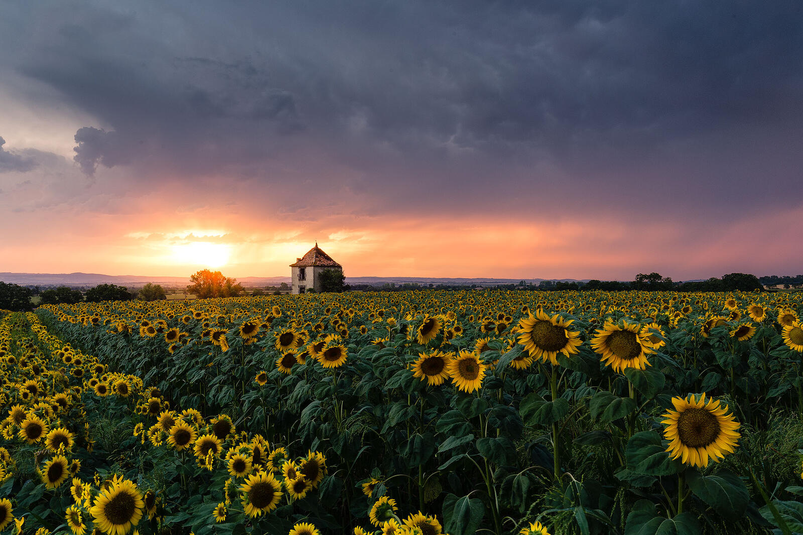 Free photo See sunset photos, sunflowers for free