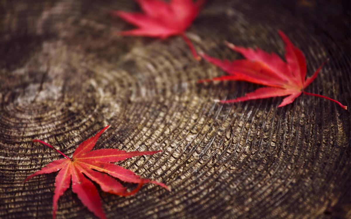 Красные опавшие листья лежат на пне