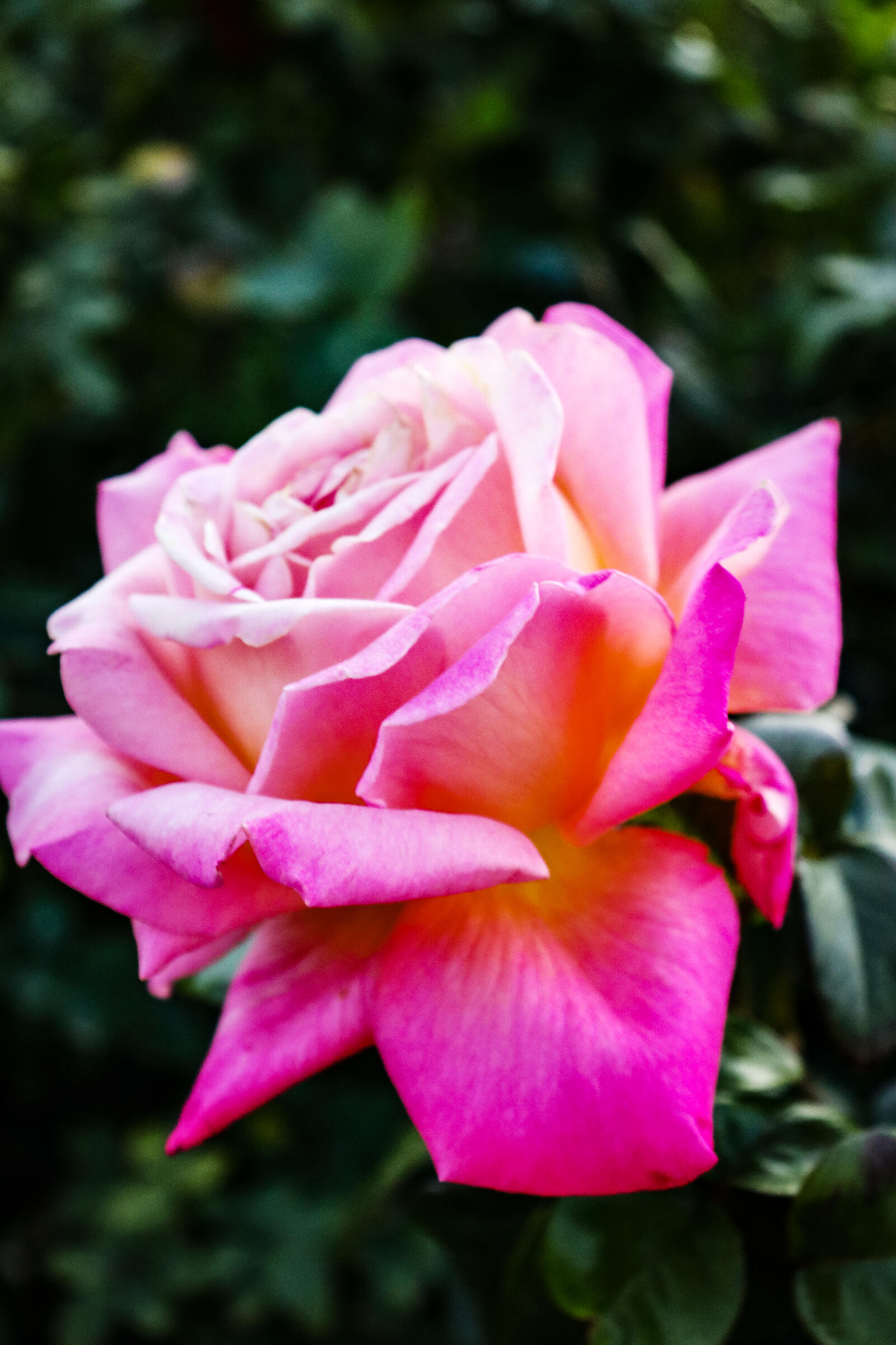 Free photo Rose. Pink blossomed. Bright.