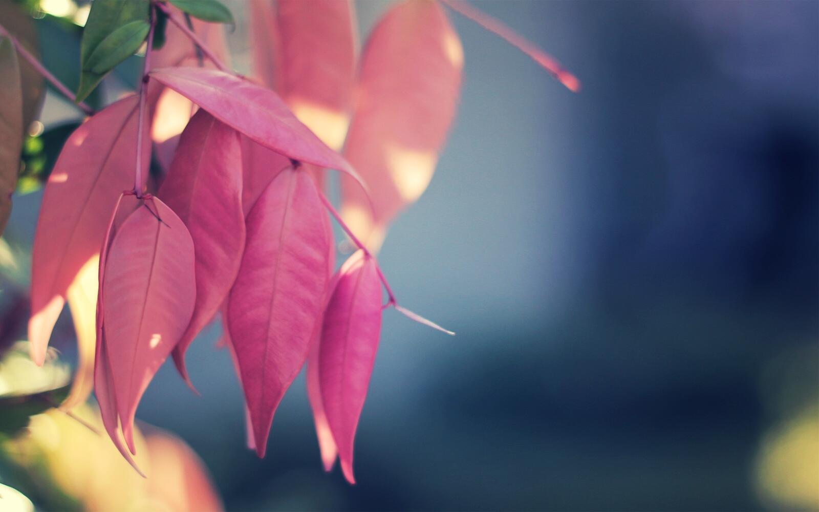 Free photo Pink leaves on a tree branch