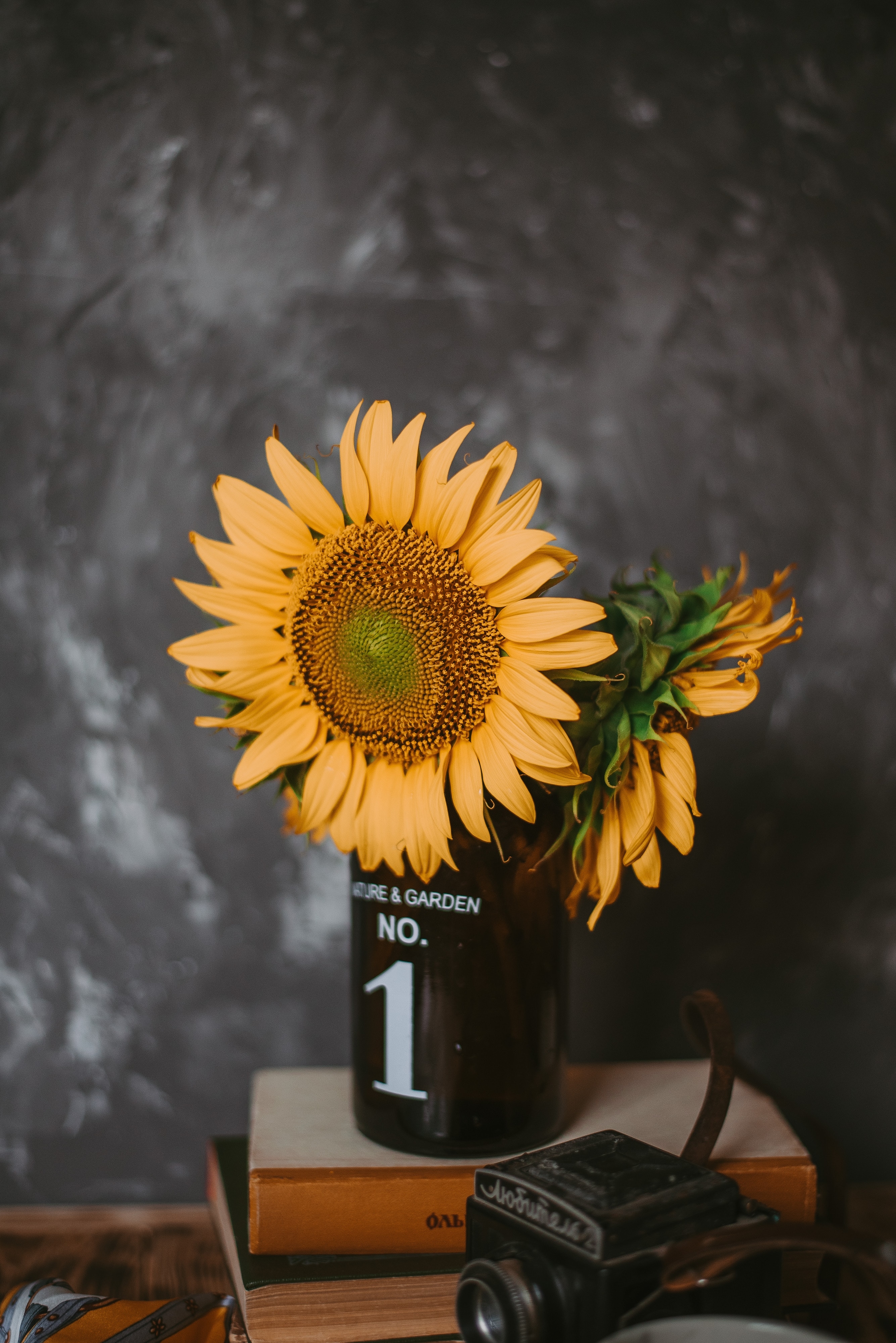 Wallpapers sunflowers camera petals on the desktop