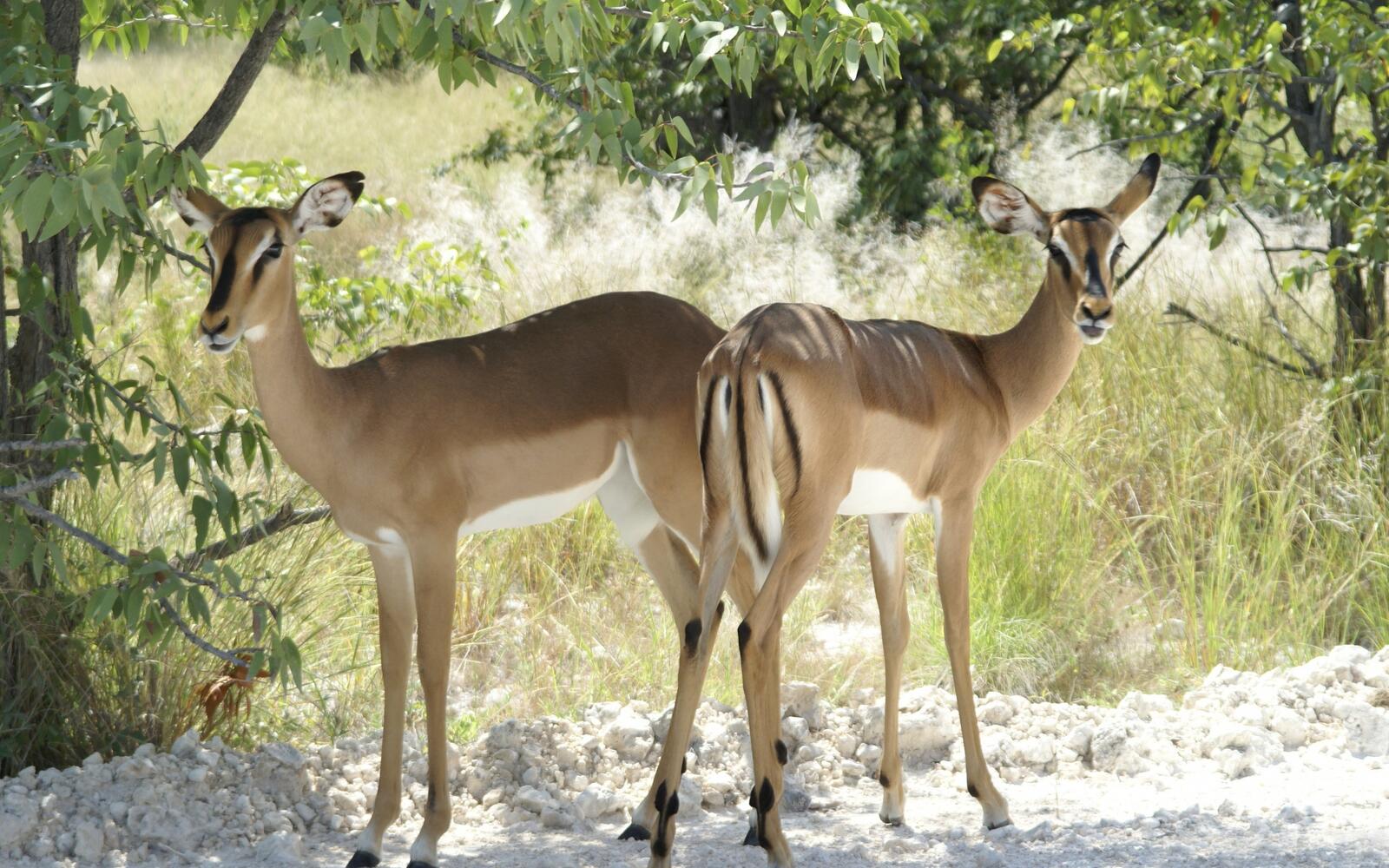 Free photo Two antelopes without horns