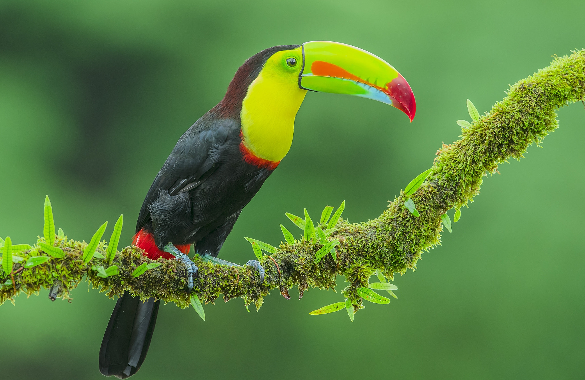 Тропические птицы картинки