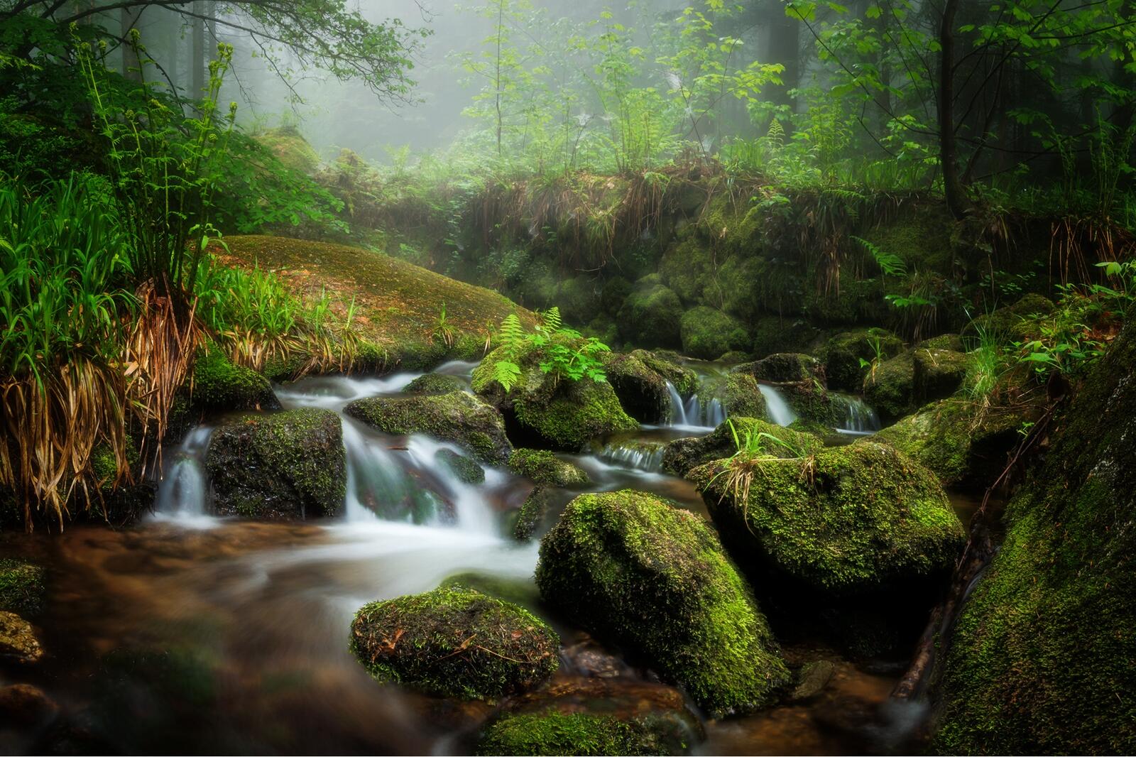 Wallpapers moss landscape waterfall in the forest on the desktop