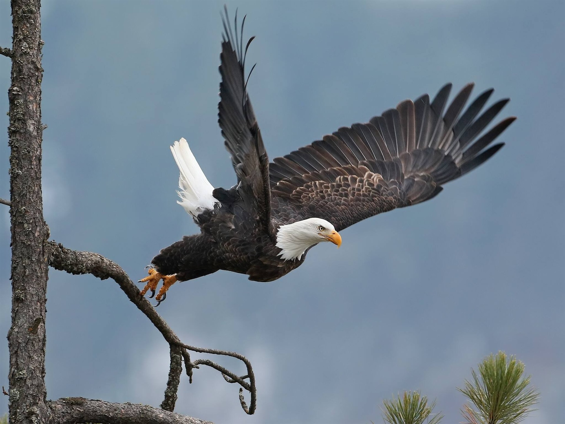 Фото бесплатно обои орел, крылья, крылья хищника