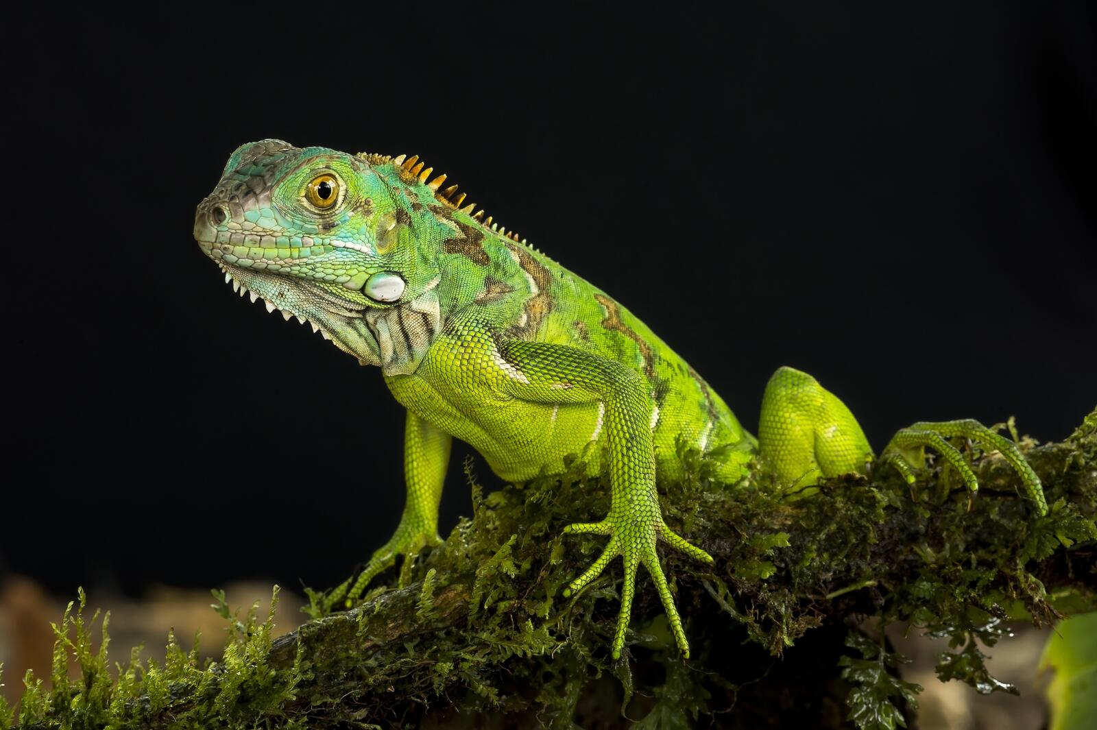 Wallpapers Green Iguana lizard reptile on the desktop