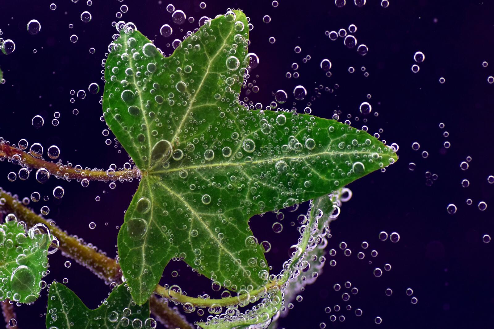 Wallpapers ivy leaves drops on the desktop