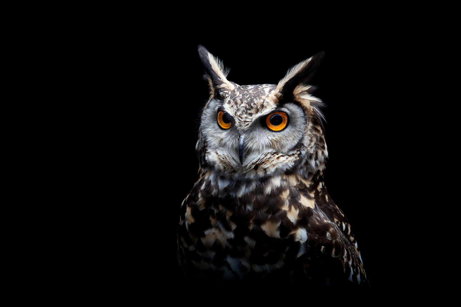 Free photo An owl on a black background