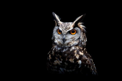 An owl on a black background