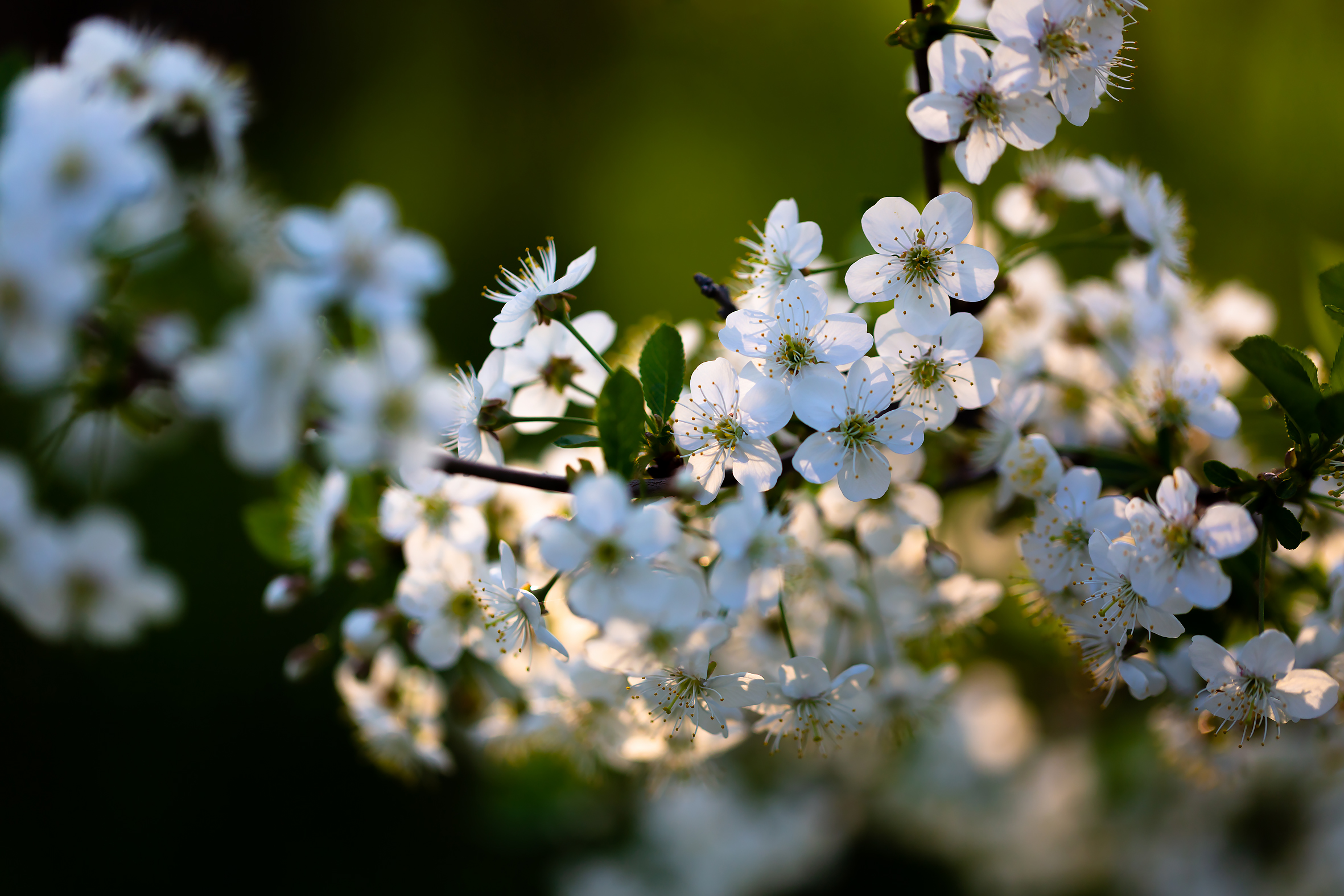 Бесплатное фото Ветка цветущей вишни