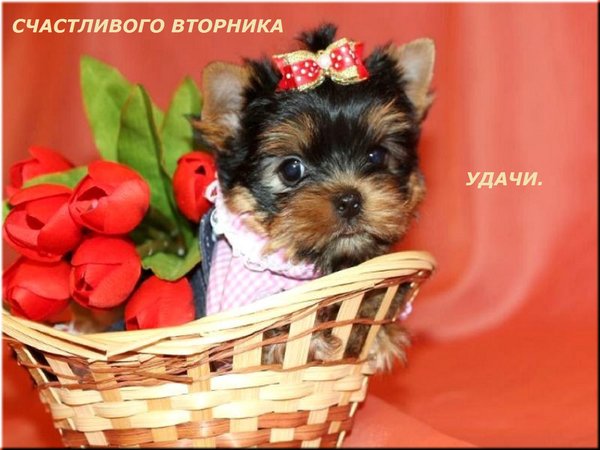 一张以星期二 幼犬 鲜花为主题的明信片