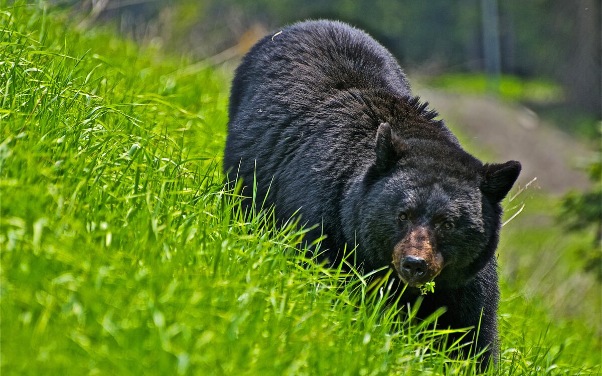 Дикий медведь гуляет по зеленой лужайке