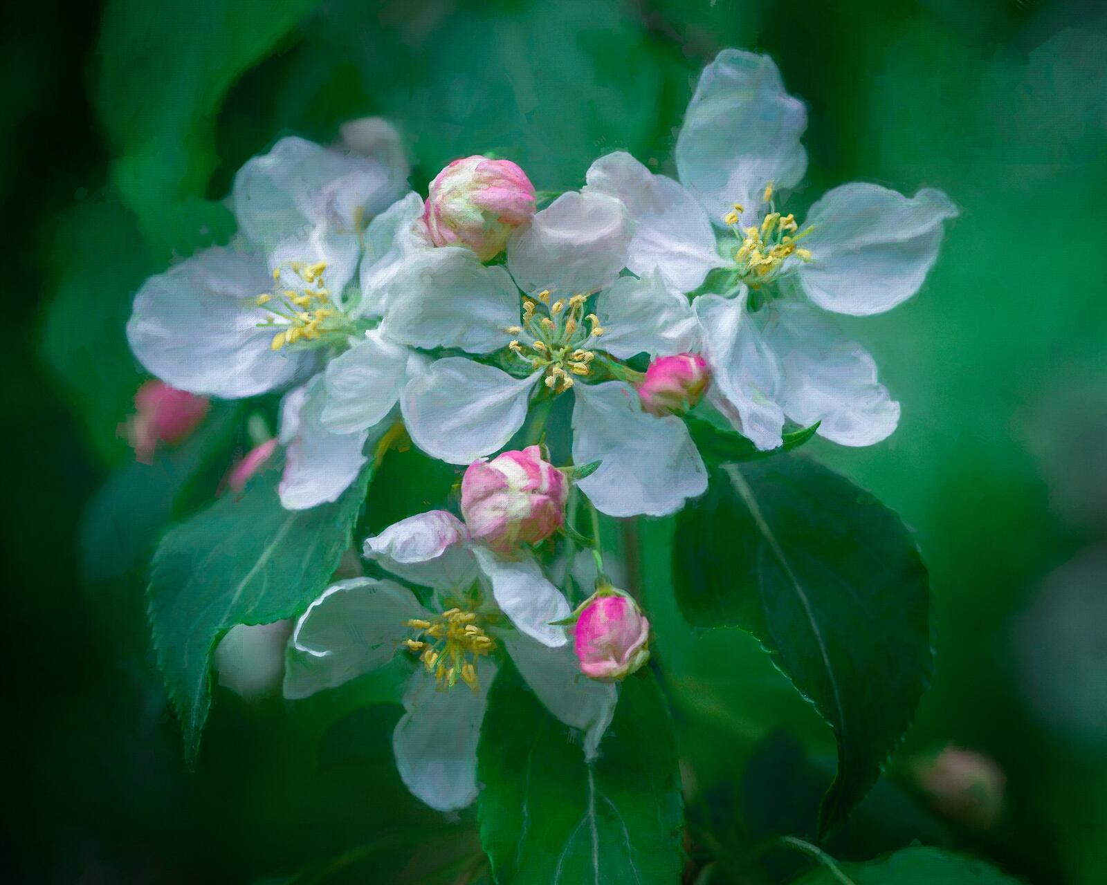 Обои яблоня цветение цветы на рабочий стол