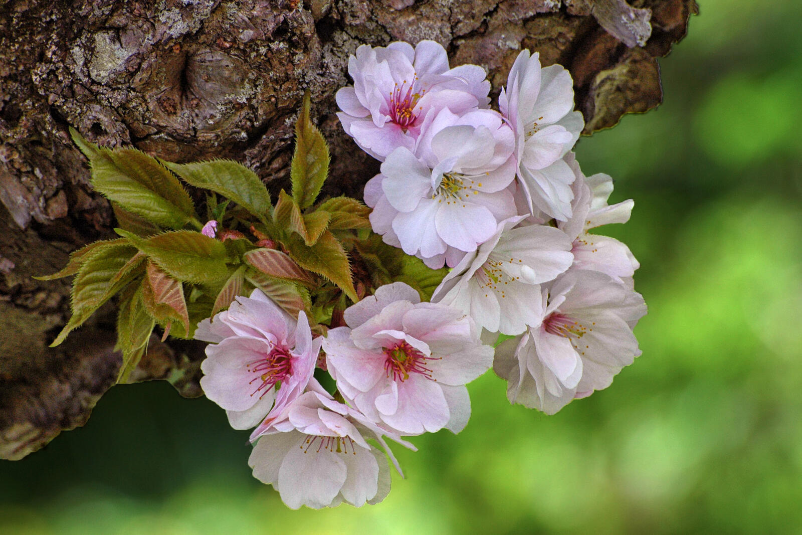 Бесплатное фото Цветущие цветы яблони