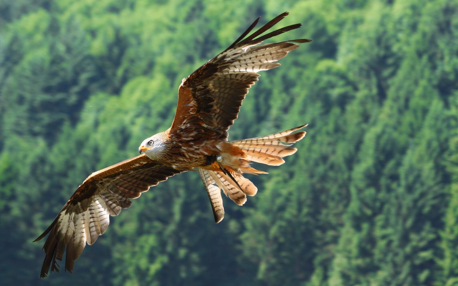 Wallpapers Eagle flying over a forest feathers wings on the desktop