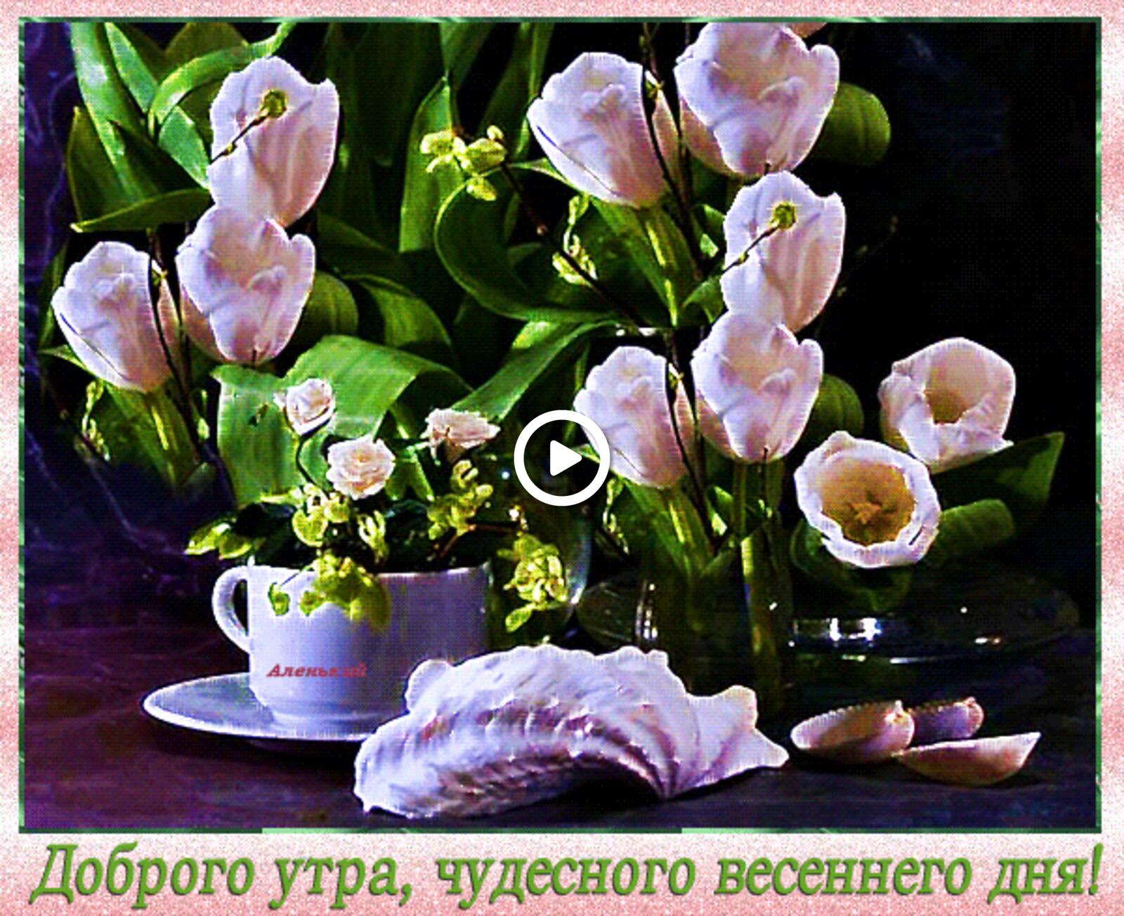 A postcard on the subject of good spring morning beautiful hyphonies tulips flowers for free