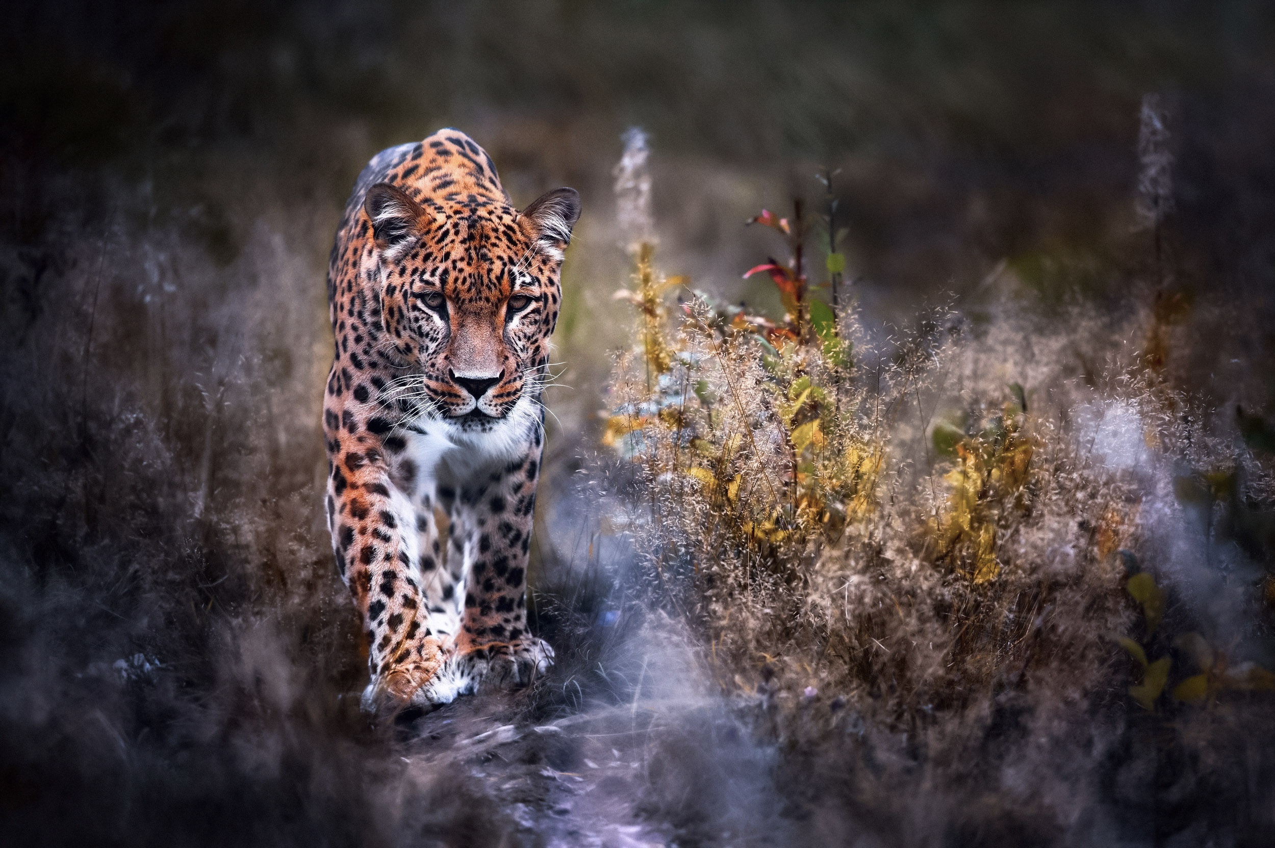 Photo free leopard, gait, sneaks up