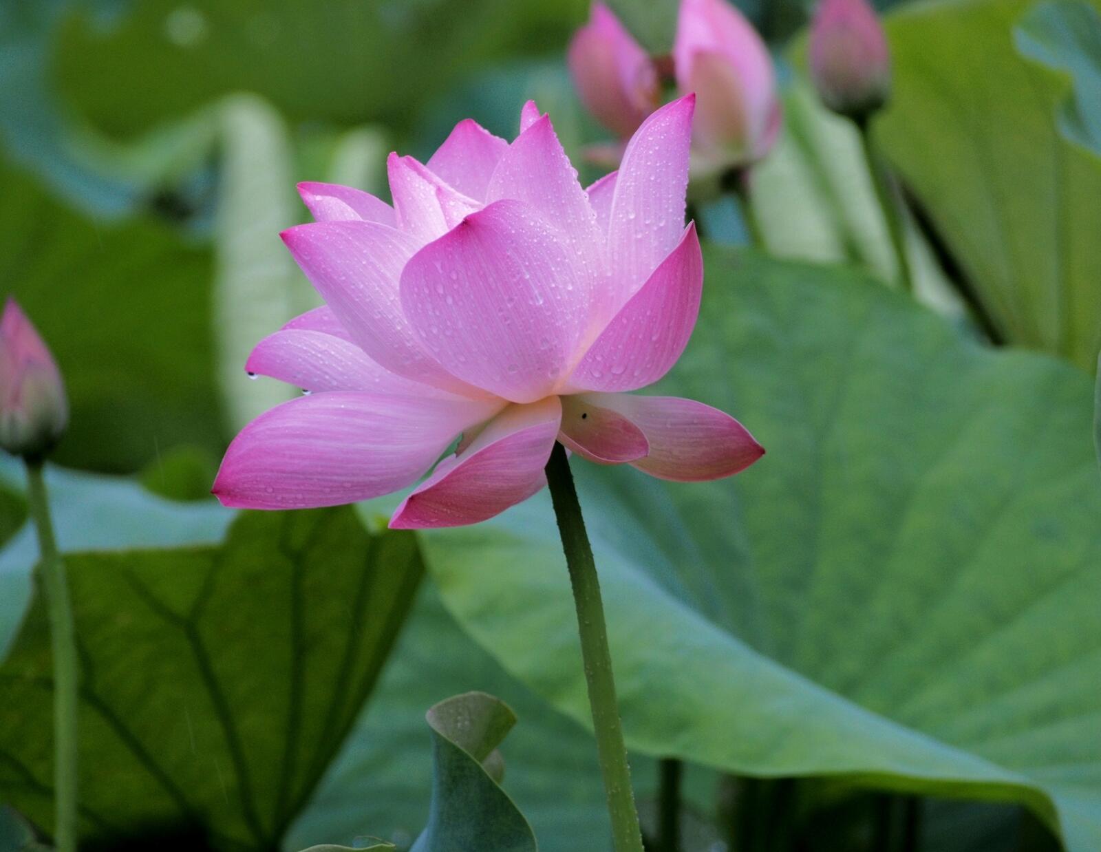 Free photo Rain drops on Lotus flower