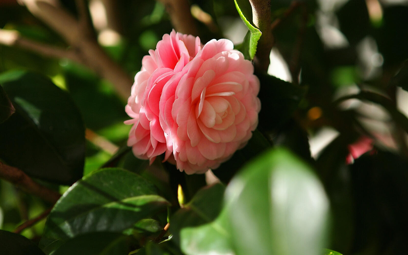 Free photo Pale pink camellia flower.