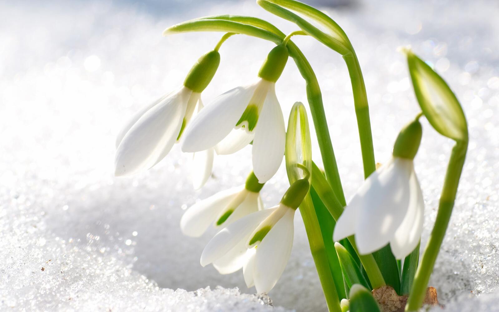 Free photo A snowdrop day