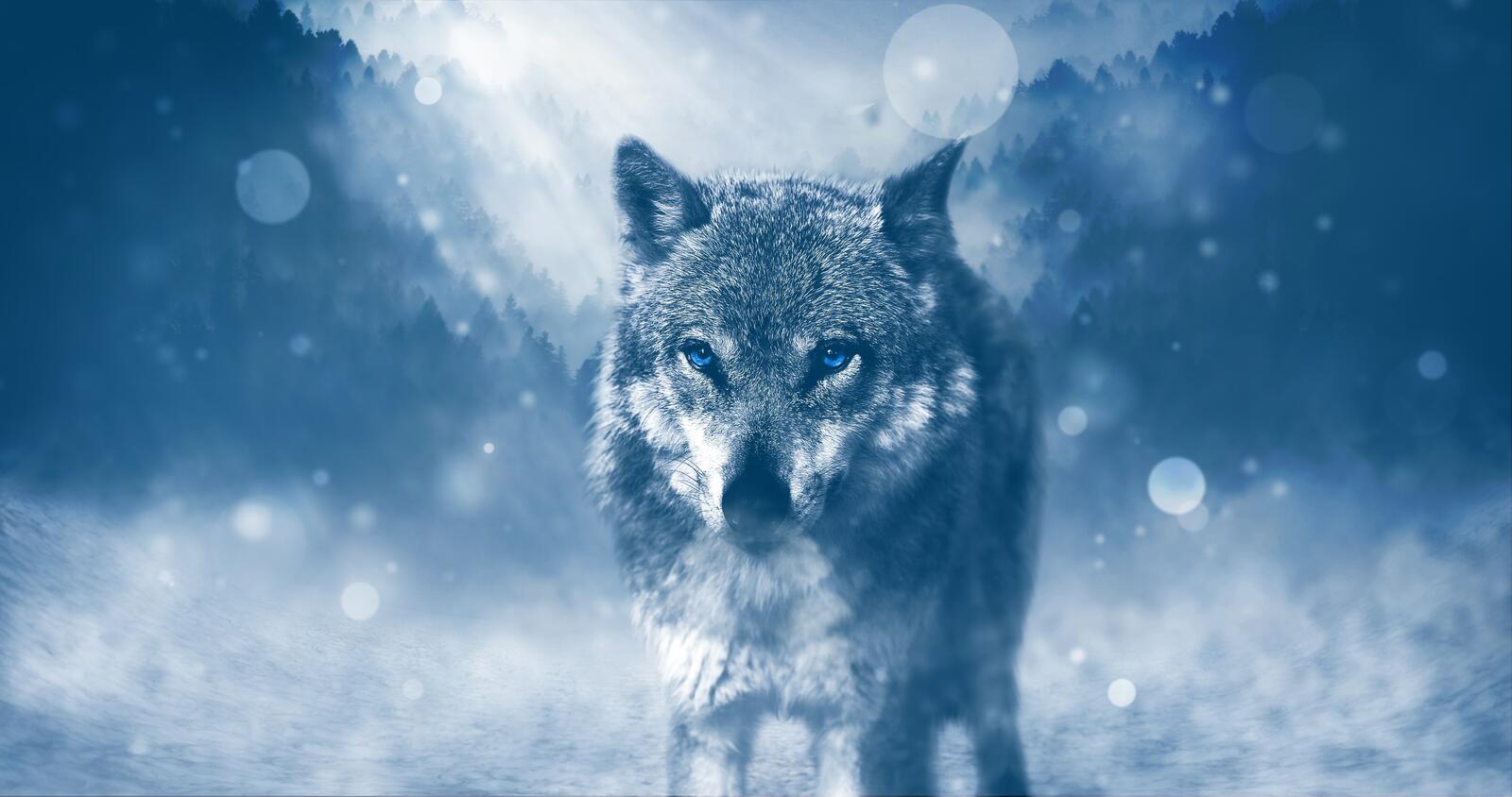 Free photo Blue-eyed wolf